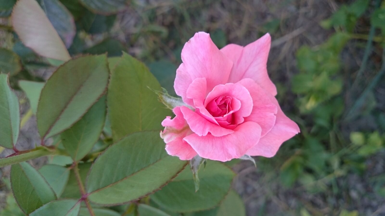 Sony Xperia Z2 sample photo. Flower, rose, garden photography