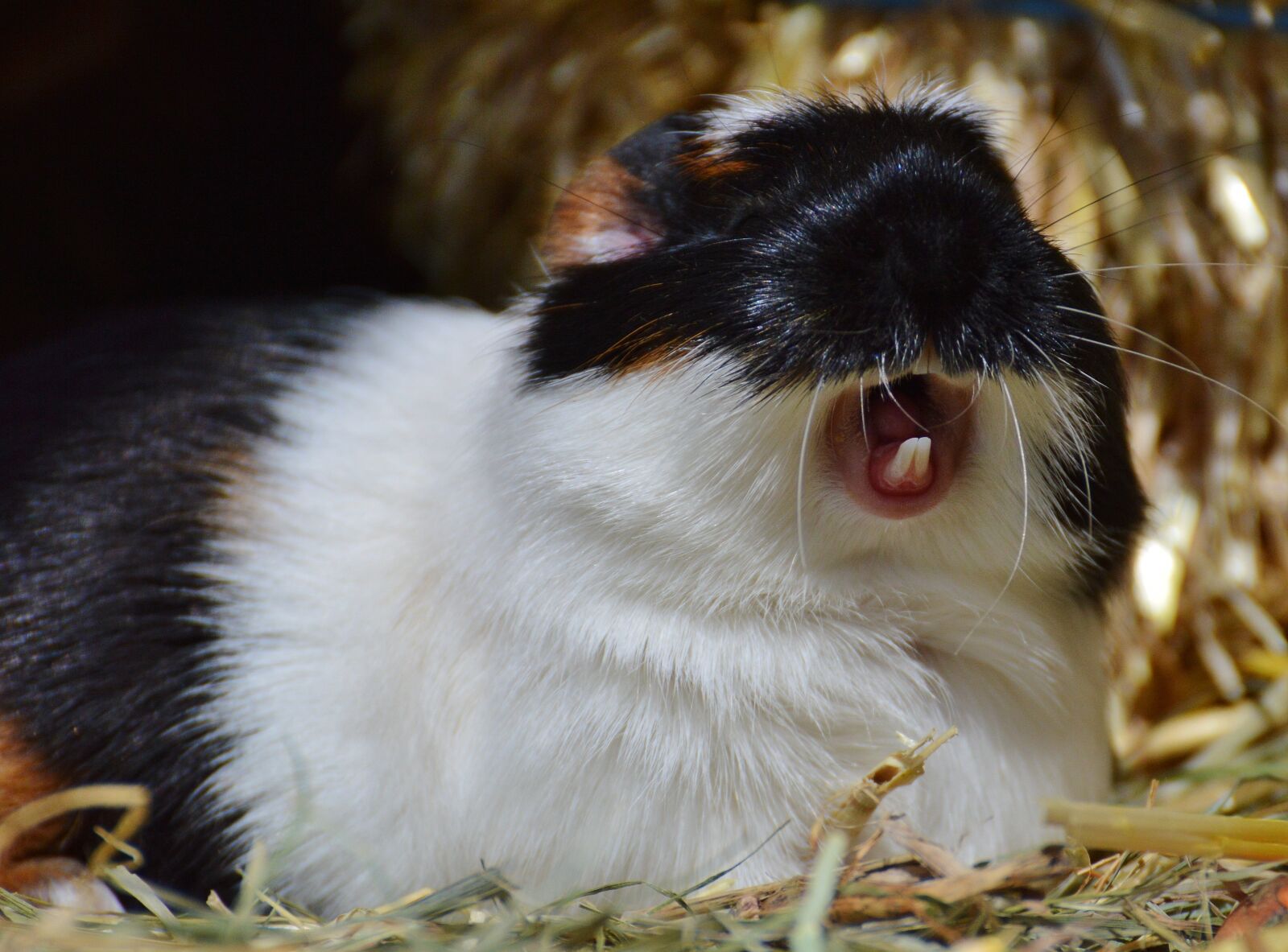Nikon D3200 sample photo. Guinea pig, yawn, tired photography
