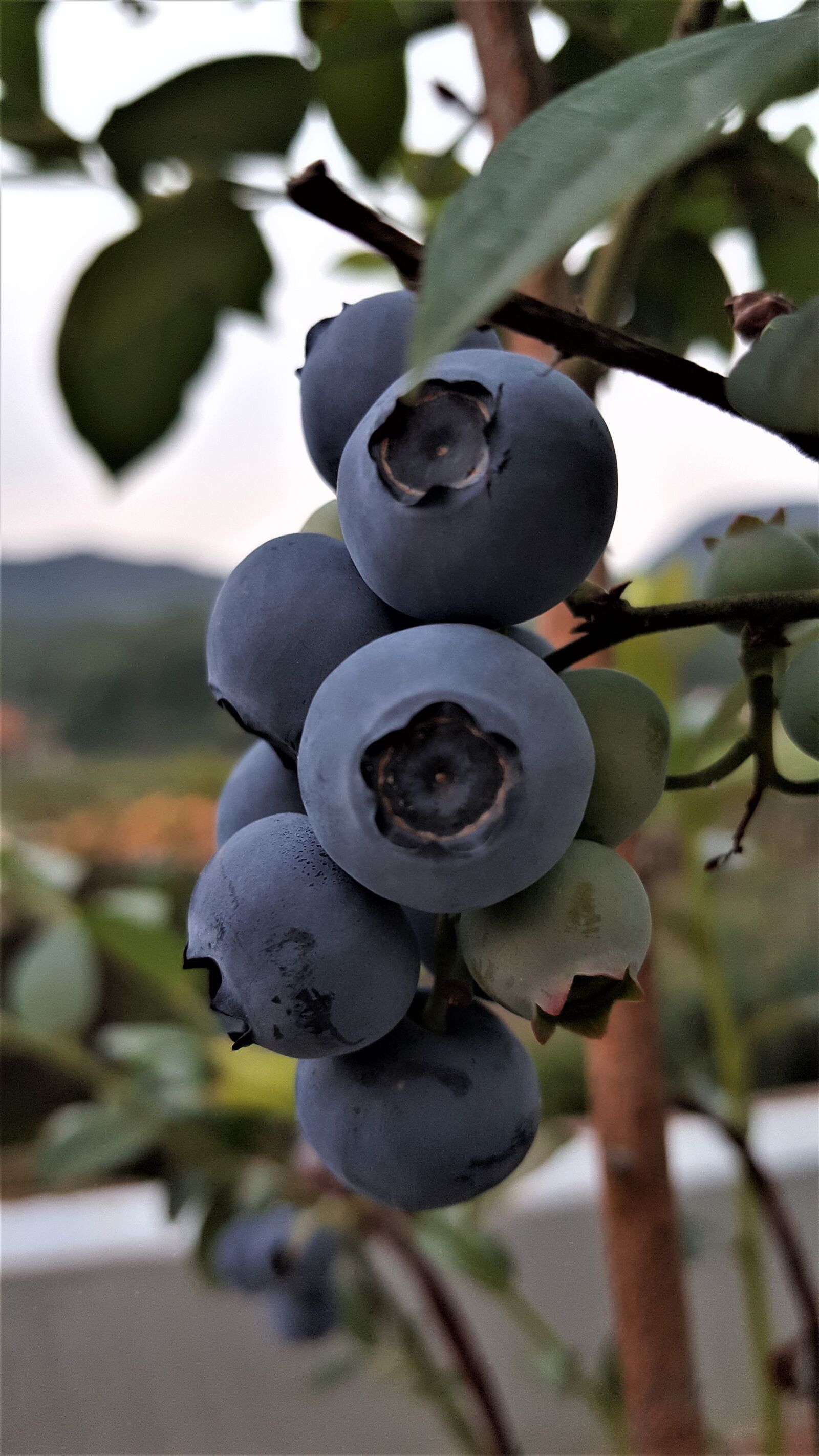 Samsung Galaxy Note5 sample photo. Blueberry, fruit, berry photography