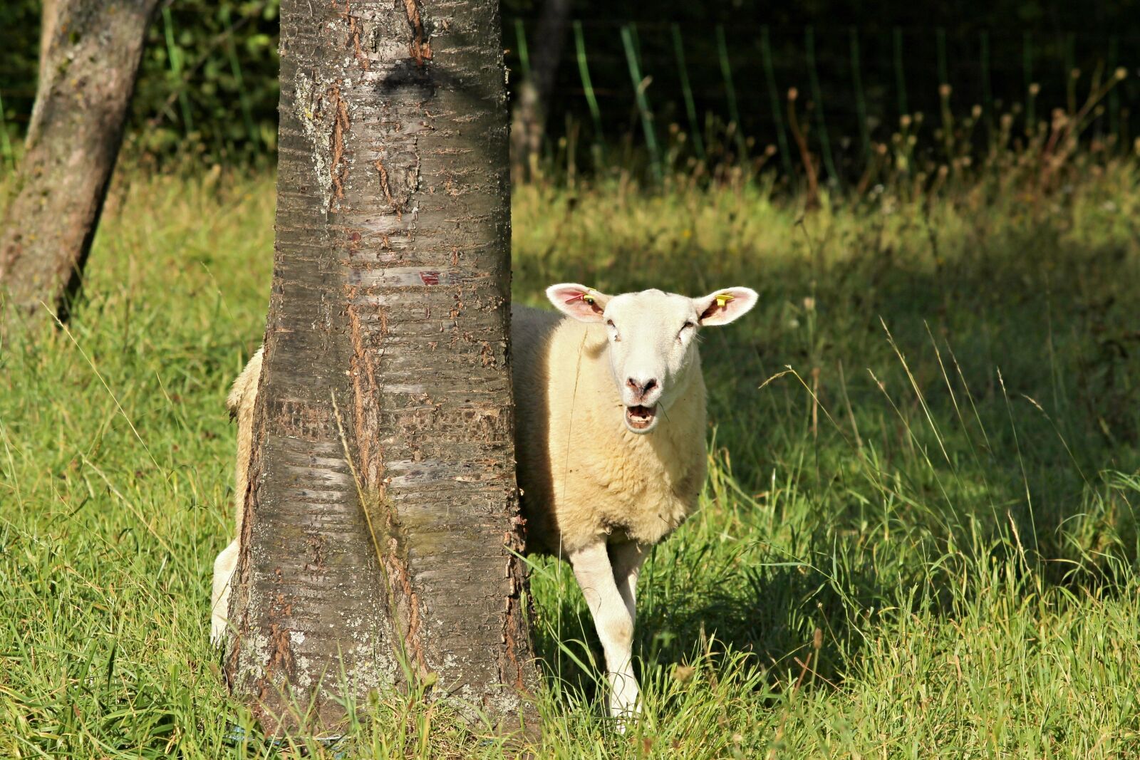 Canon EOS 1100D (EOS Rebel T3 / EOS Kiss X50) sample photo. Sheep, tree, landscape photography