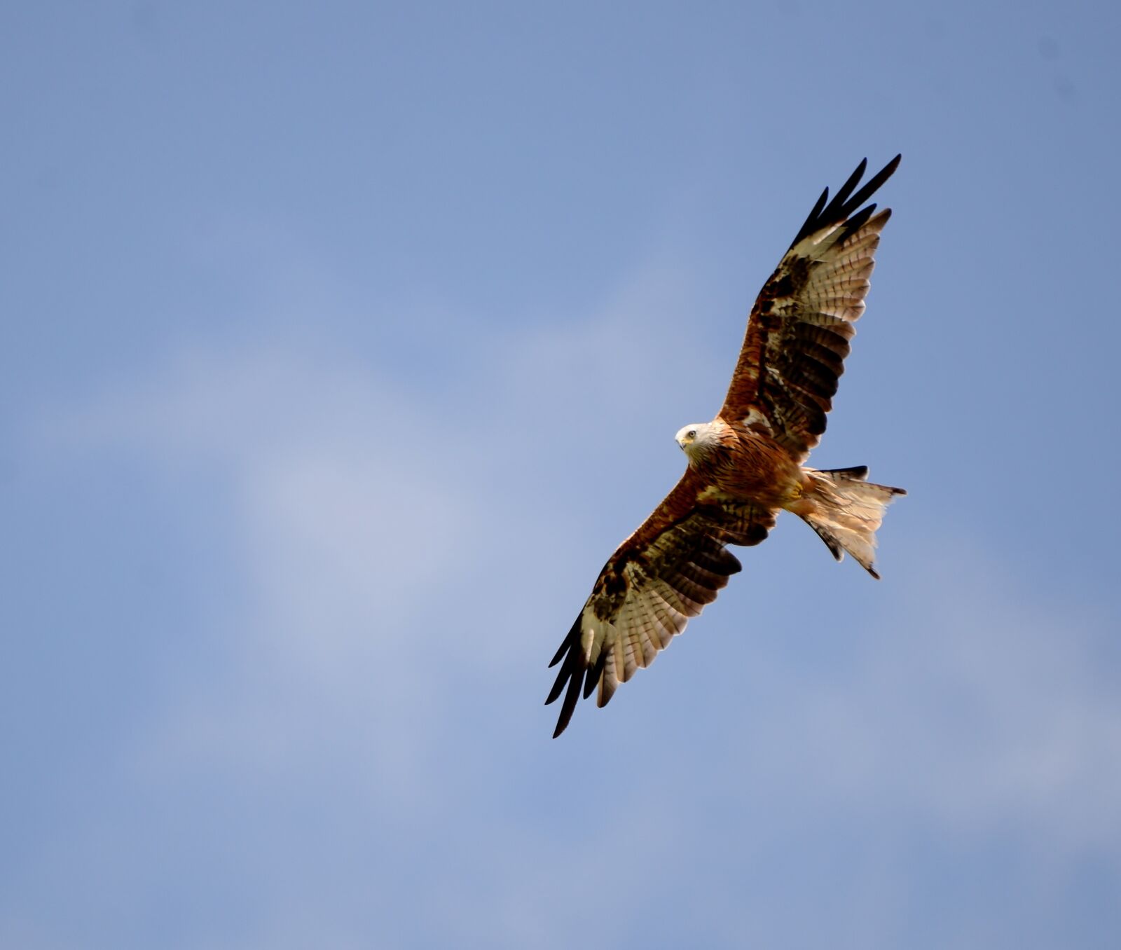 Nikon D600 sample photo. Bird of prey, red photography