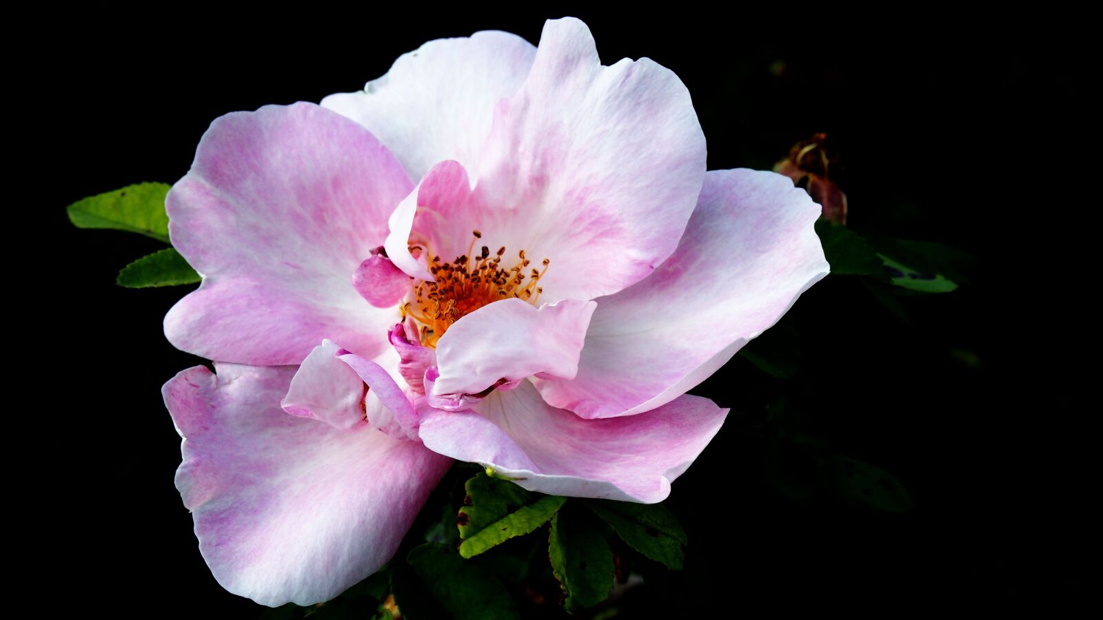 Olympus PEN E-PL6 sample photo. Rose, flower, rose flower photography