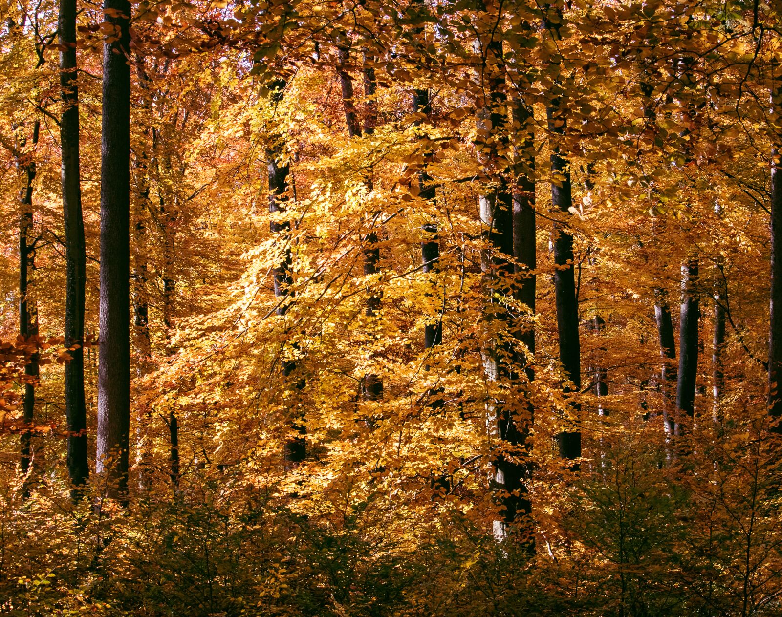 Canon EF-S 55-250mm F4-5.6 IS STM sample photo. Autumn, autumn forest, deciduous photography