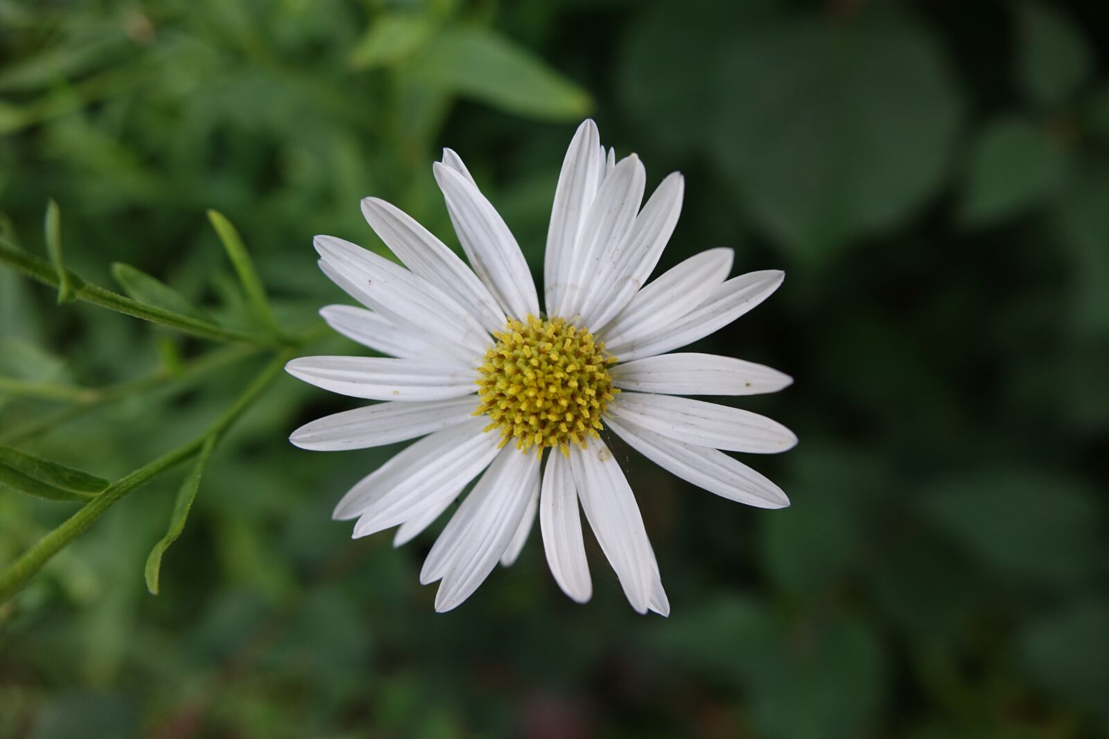 Sony Cyber-shot DSC-RX10 sample photo. Flower, nature, white flower photography
