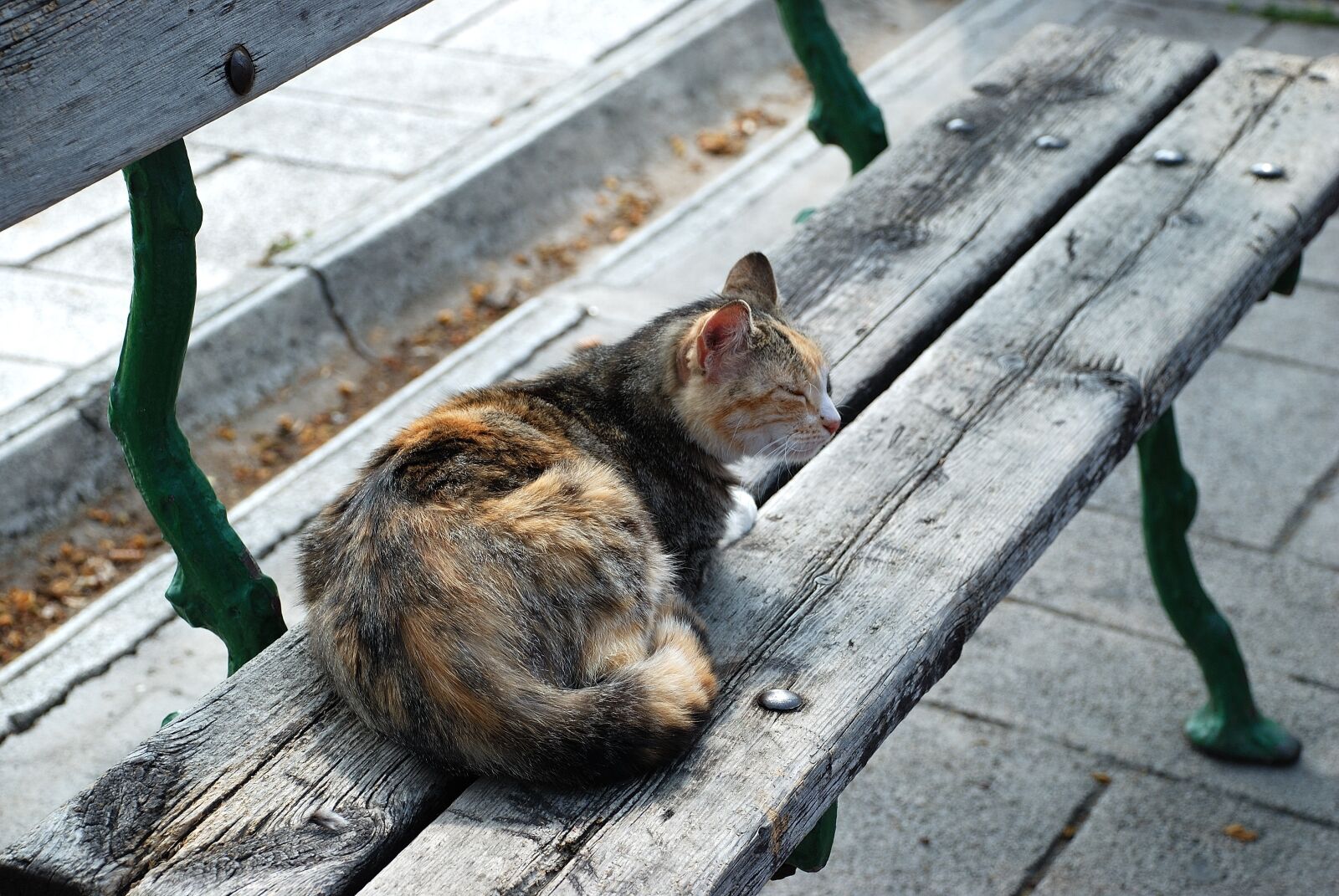 Nikon D80 sample photo. Cat, bank, park photography