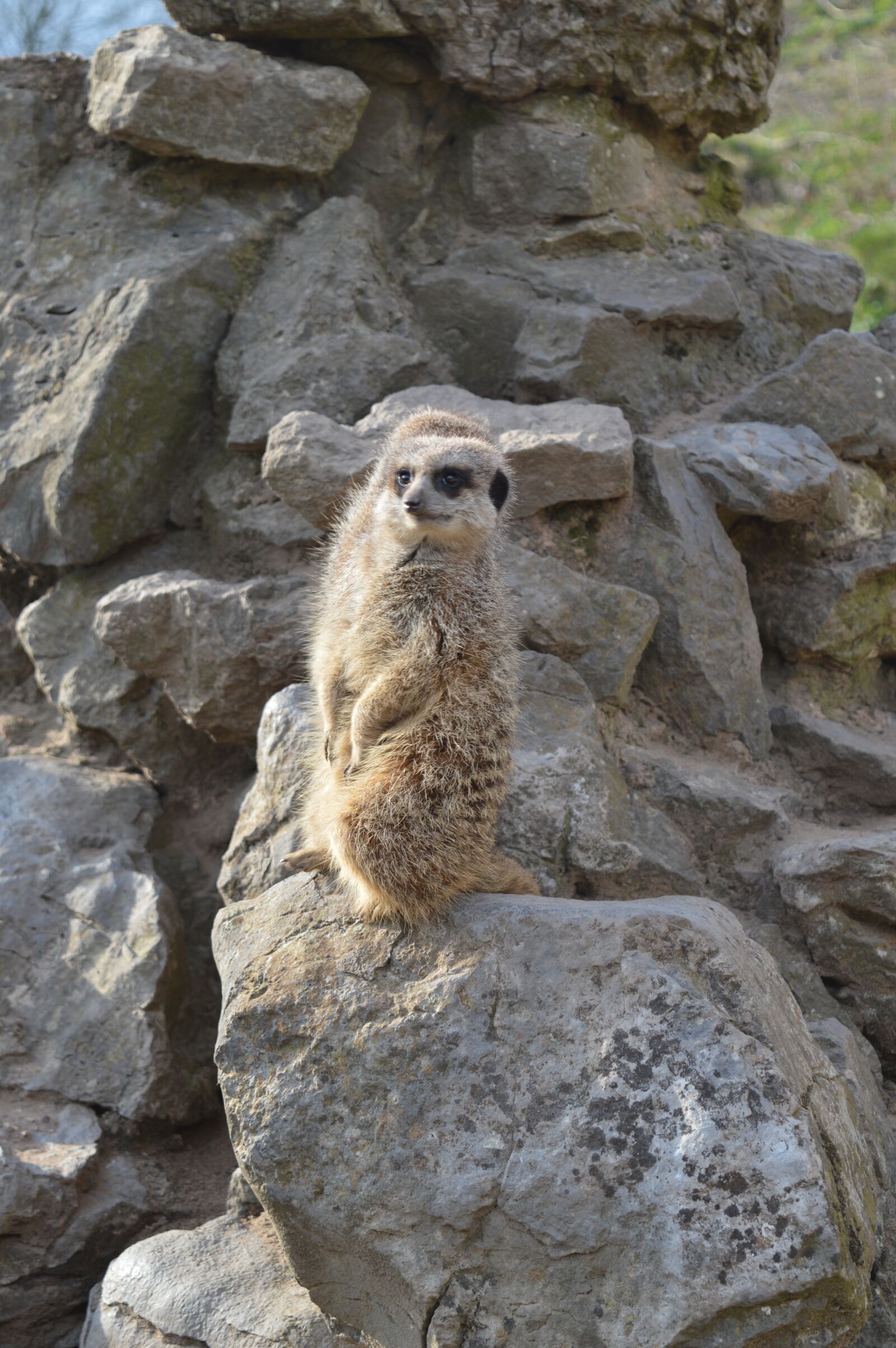 Nikon D3200 sample photo. Pet, surykatka, zoo photography