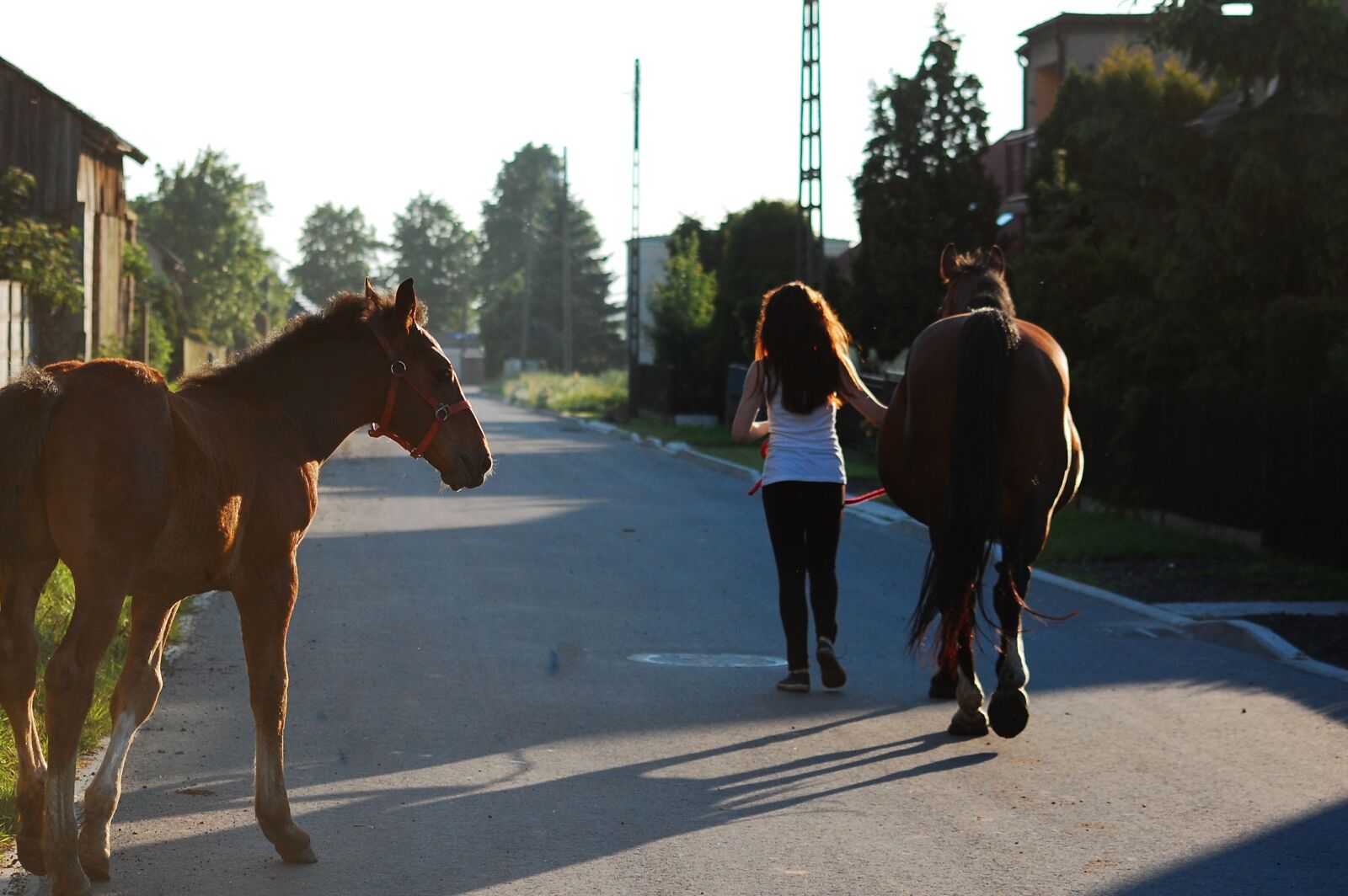 Nikon D40 sample photo. The horse, horses, offspring photography