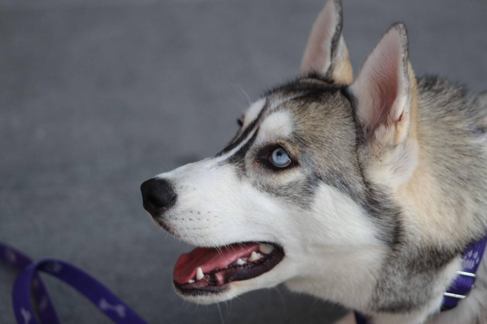 Canon EF75-300mm f/4-5.6 sample photo. Dog, love, animal photography