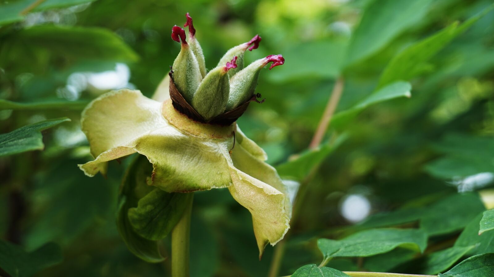 Sony Alpha a5000 (ILCE 5000) sample photo. Magnolia flower, flowers, korean photography
