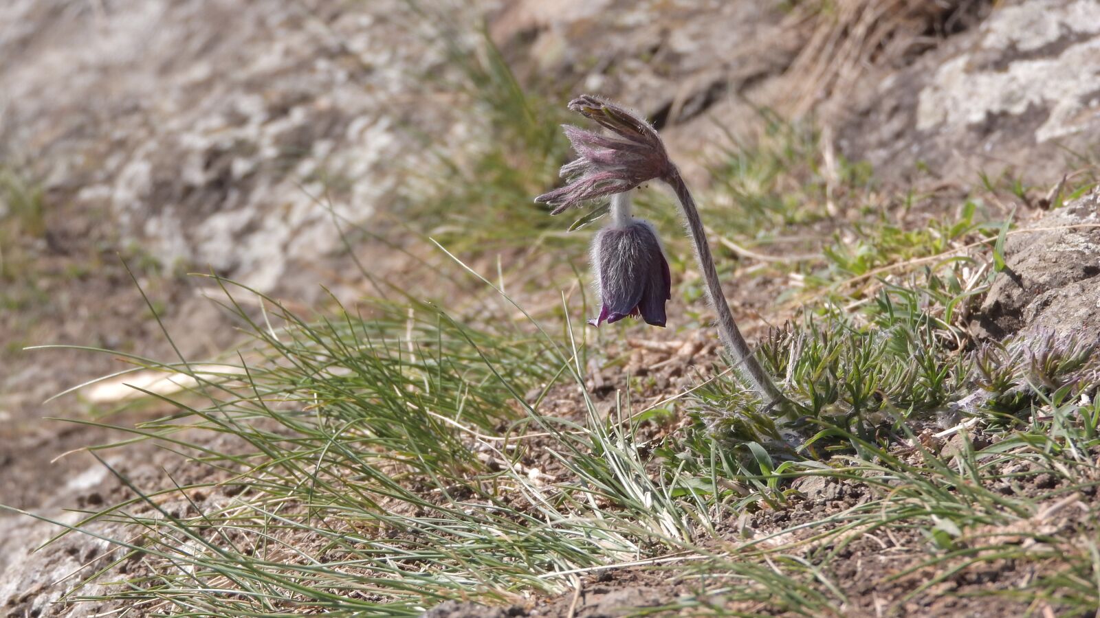 Nikon Coolpix P610 sample photo. Pulsatilla pratensis, protected plants photography