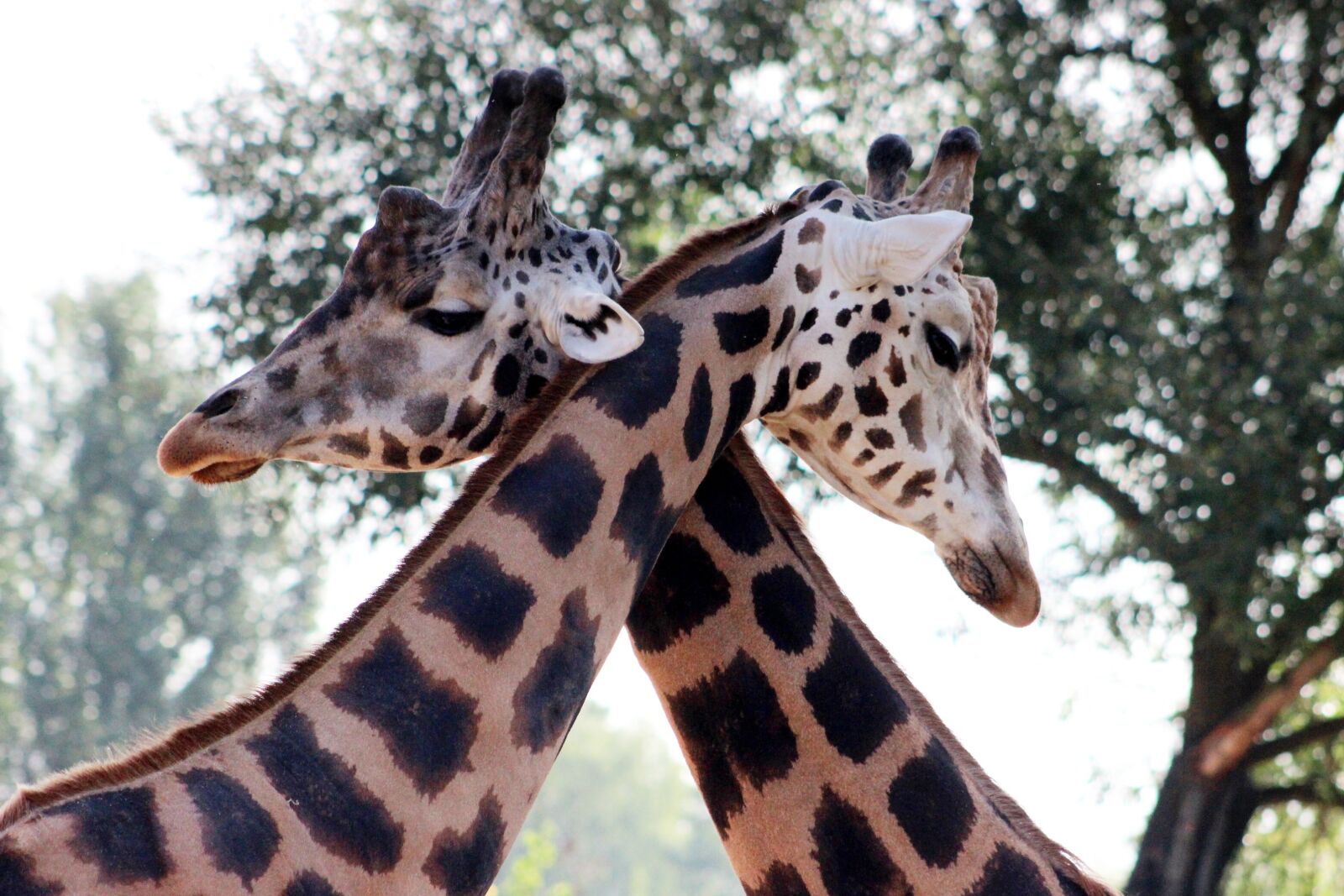 Canon EOS 600D (Rebel EOS T3i / EOS Kiss X5) sample photo. Giraffe, couple, neck photography