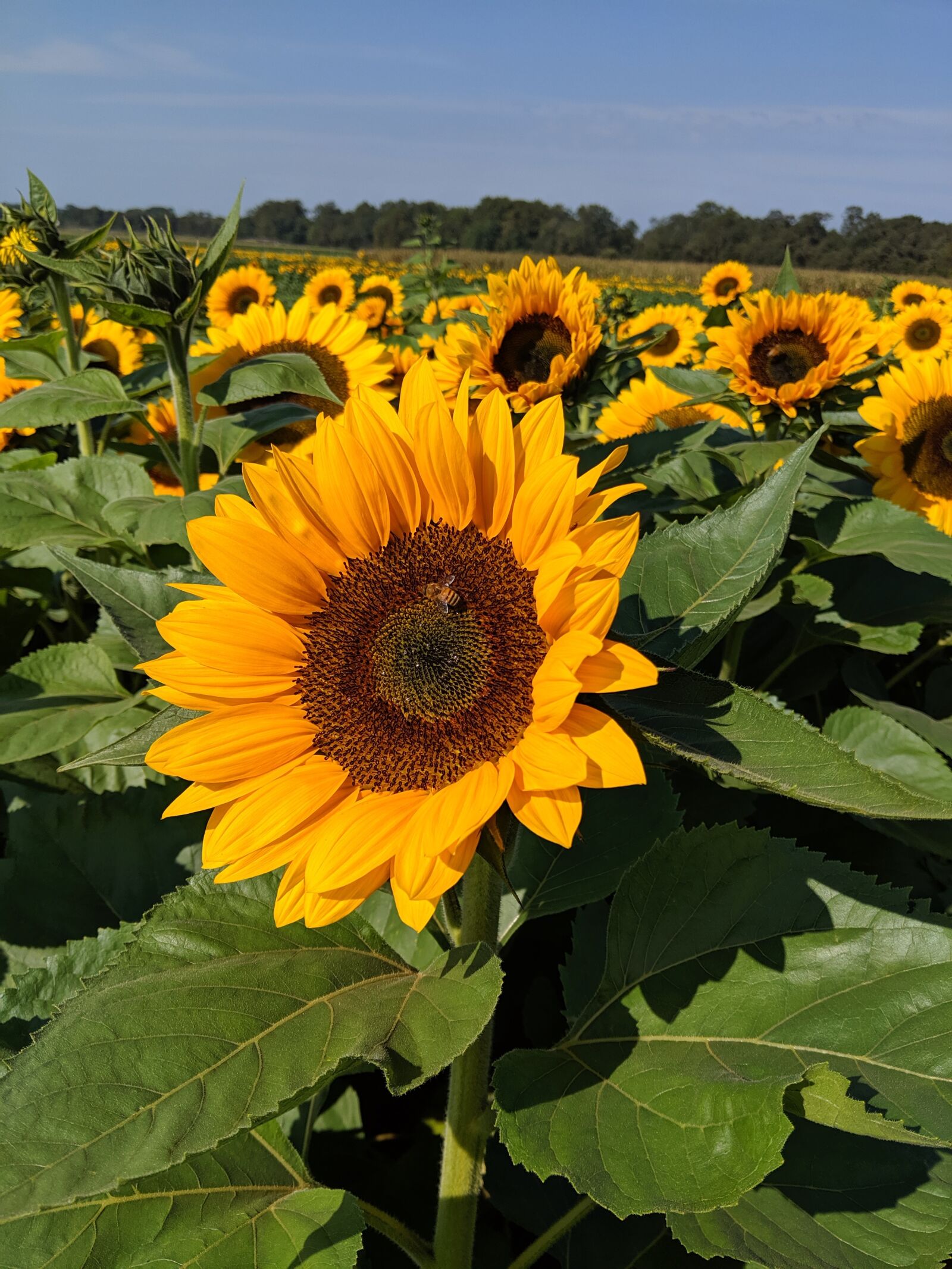 Google Pixel 3 sample photo. Sunflowers, sunflower, flowers photography