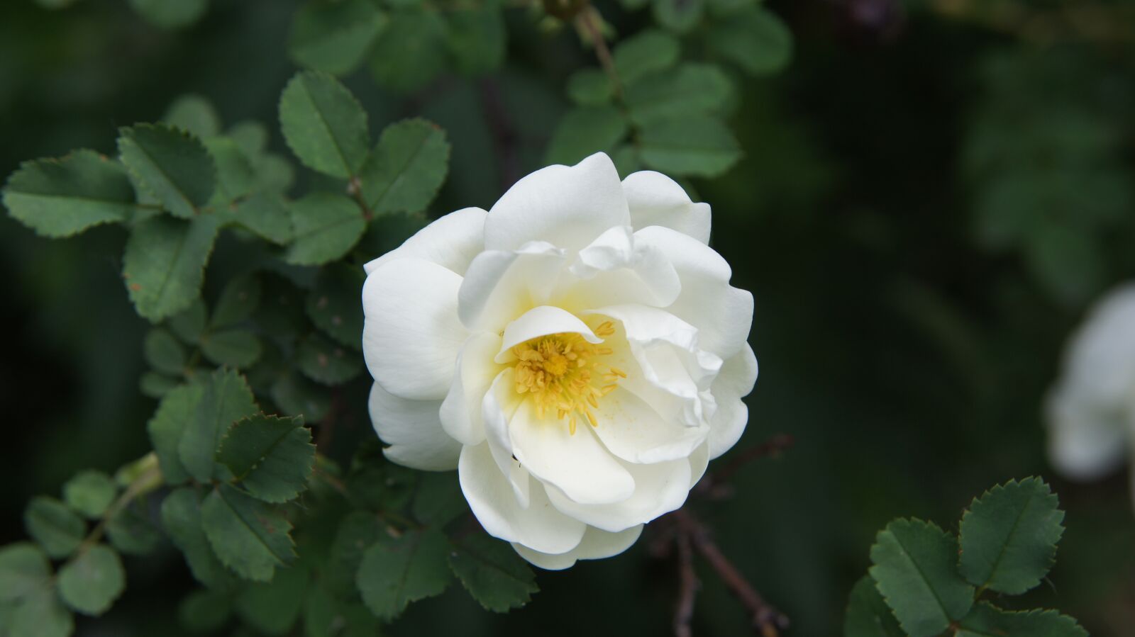 Sony SLT-A55 (SLT-A55V) sample photo. Wild rose, bush rose photography
