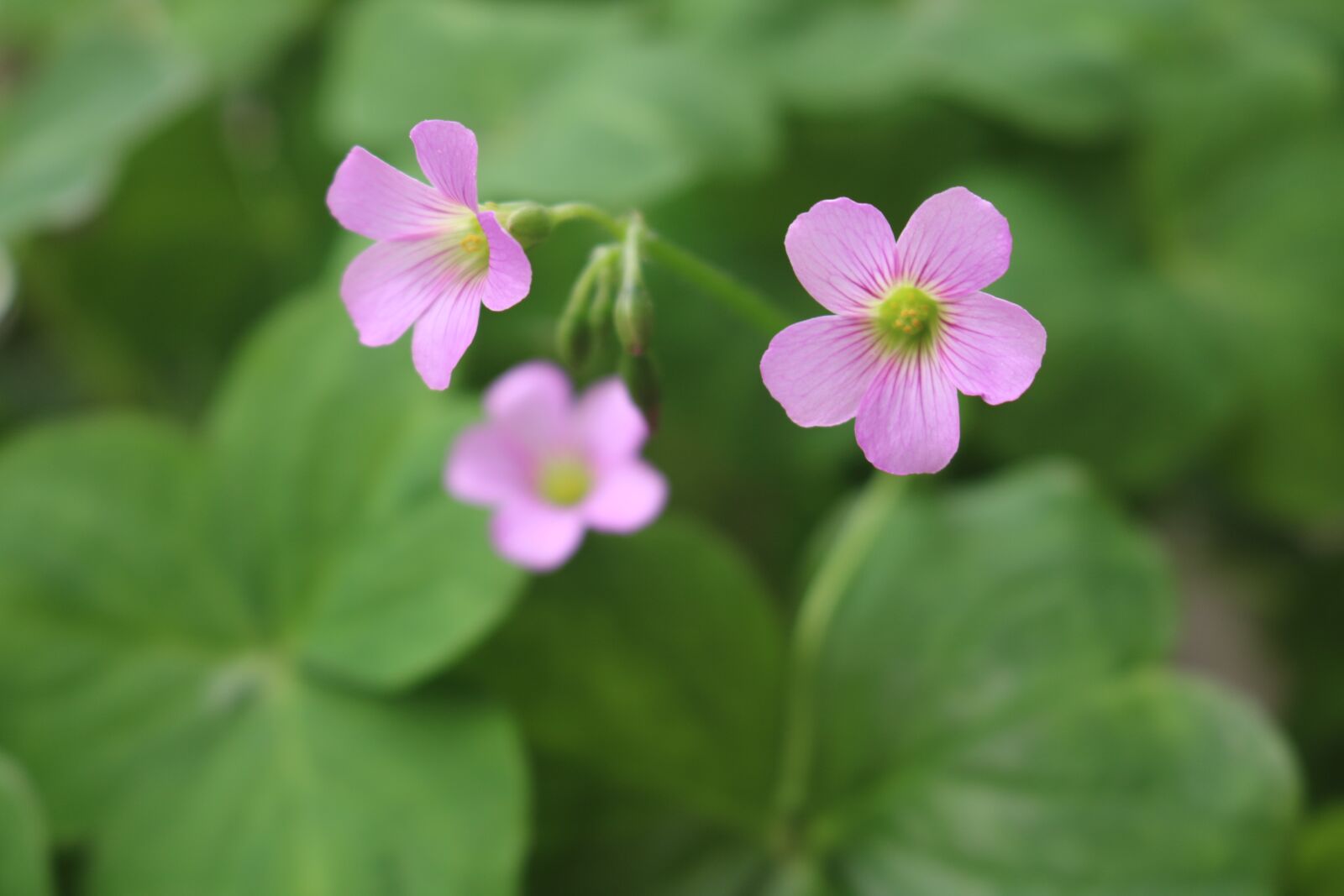 Canon EOS 750D (EOS Rebel T6i / EOS Kiss X8i) sample photo. Small flowers, spring, purple photography