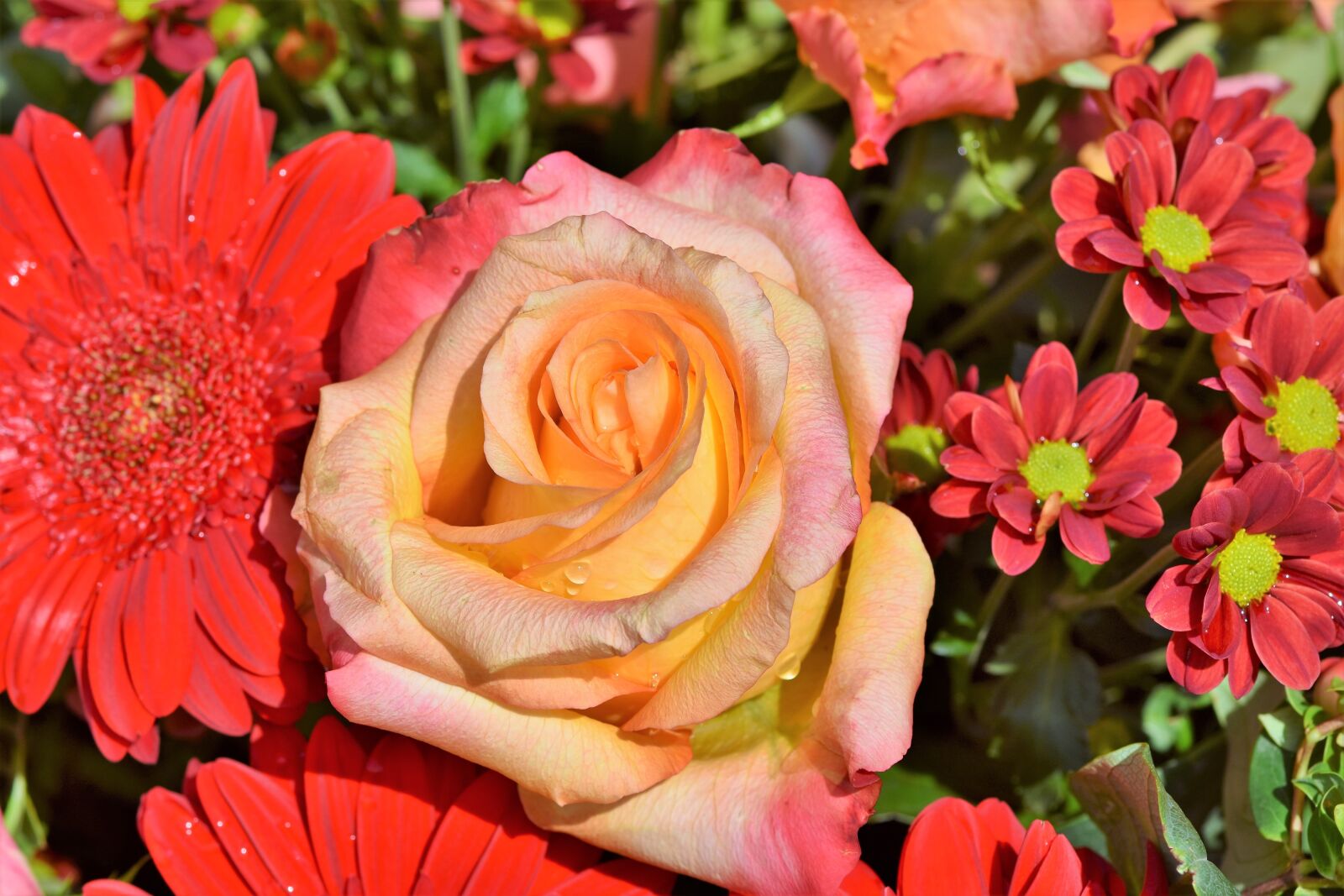 Nikon D7200 sample photo. Rose, rose bloom, pink photography