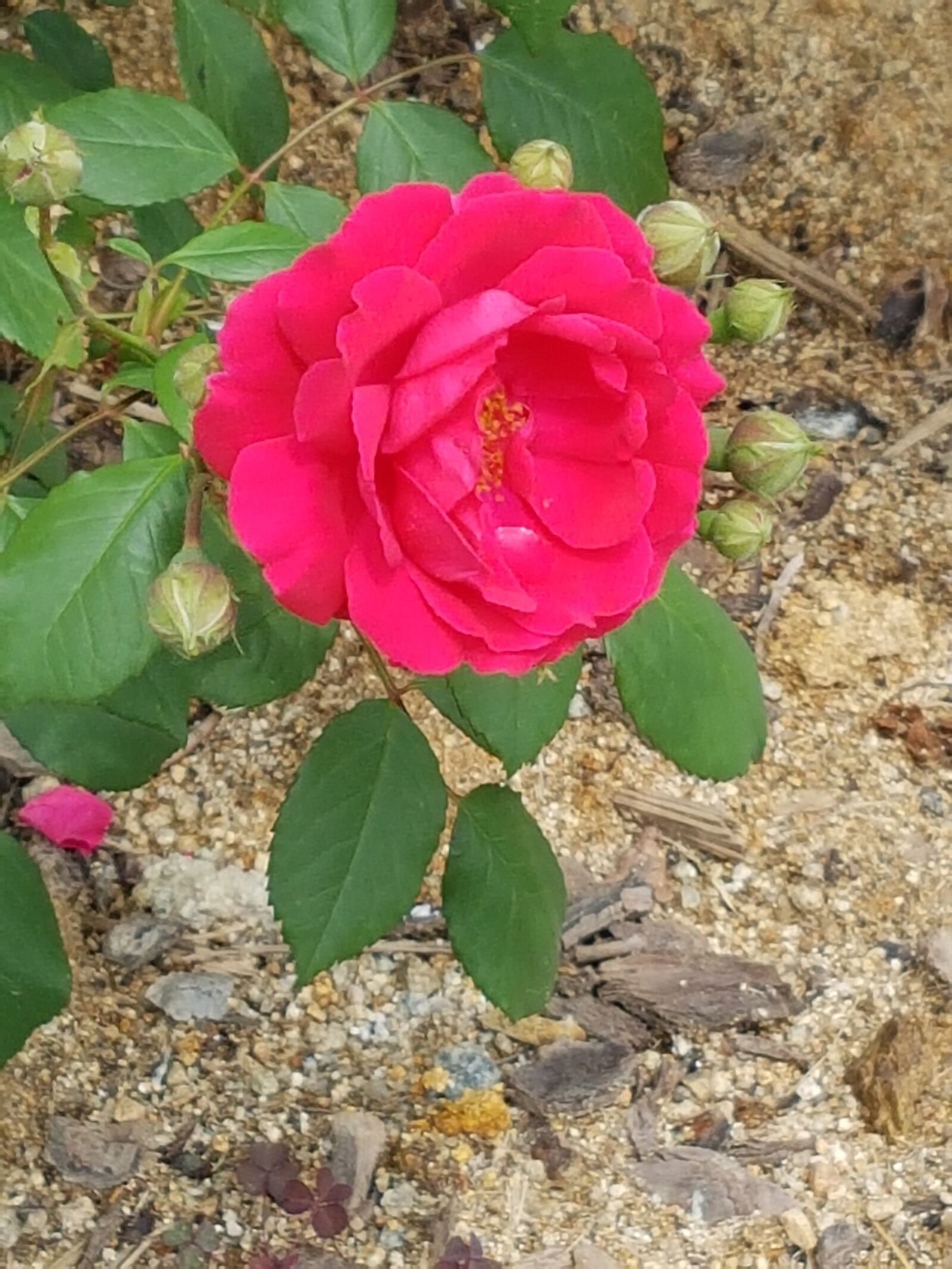 Samsung Galaxy S7 sample photo. Rose flowers, beautiful flowers photography