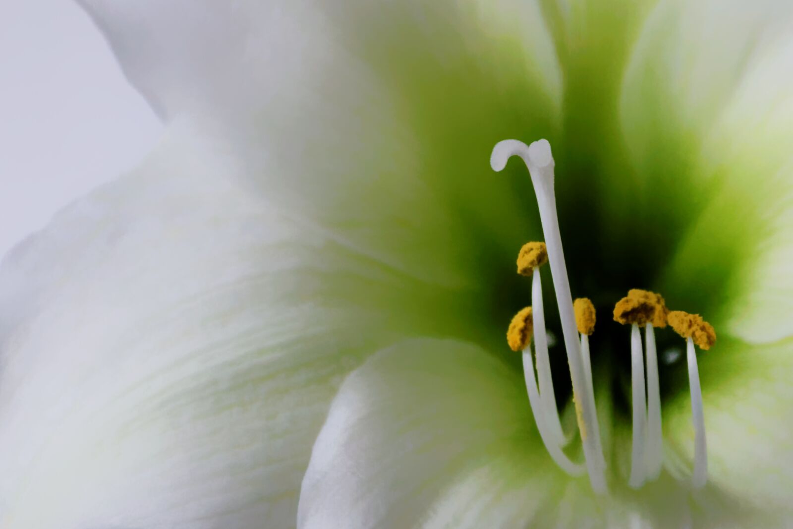 Nikon D5300 sample photo. Flowers, flower, white photography