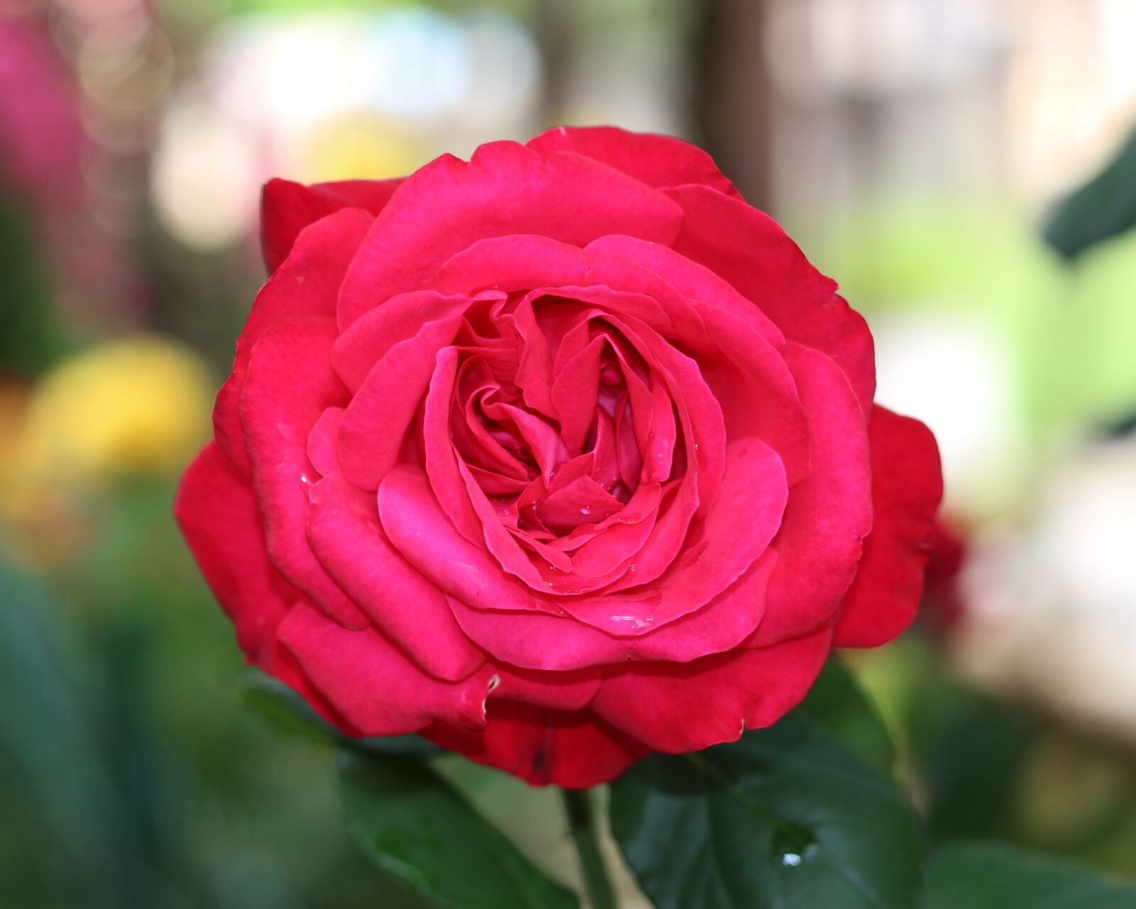 Canon EOS 700D (EOS Rebel T5i / EOS Kiss X7i) sample photo. Deep pink, magenta, pink photography