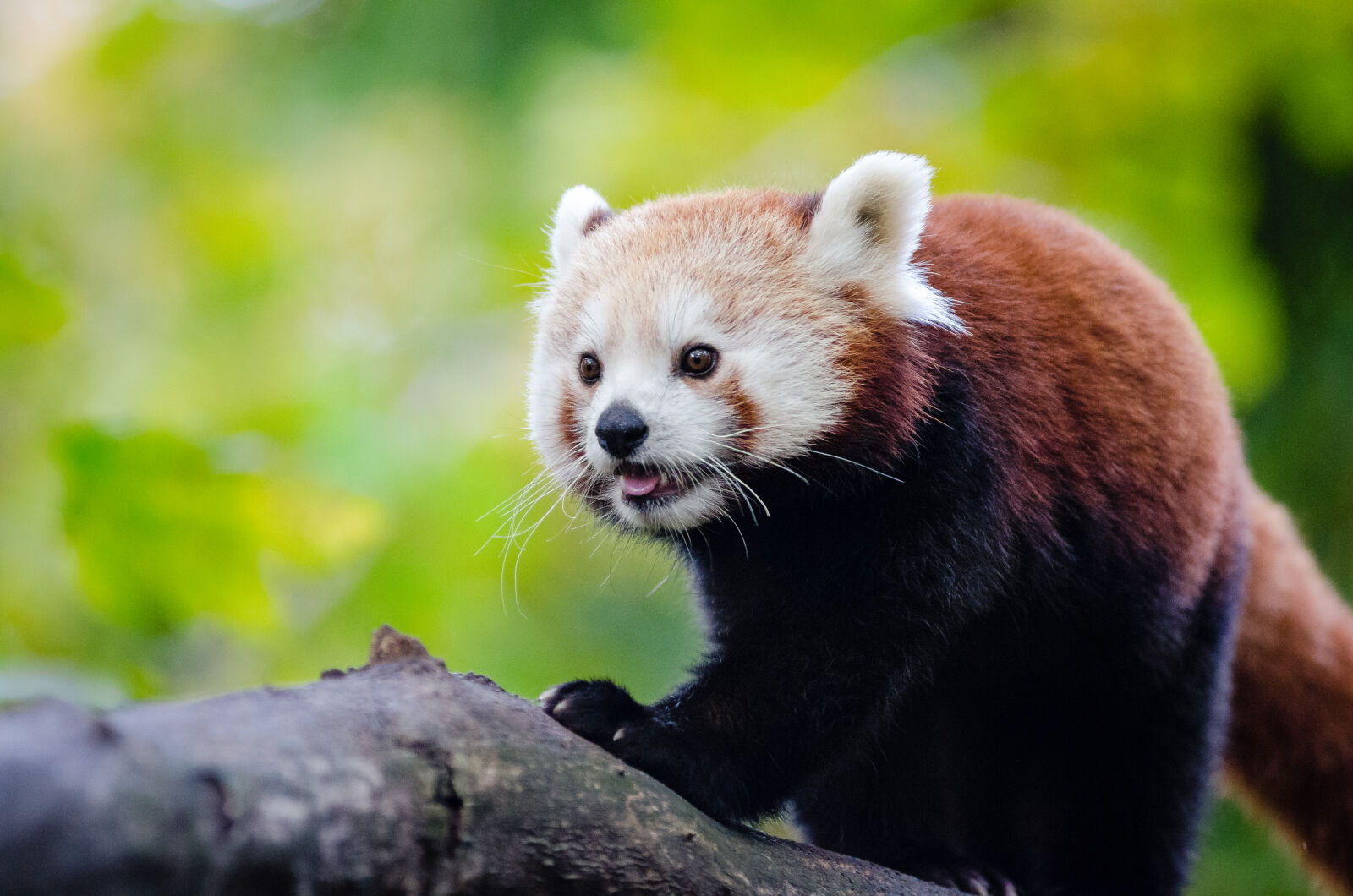 AF Zoom-Nikkor 80-200mm f/2.8 ED sample photo
