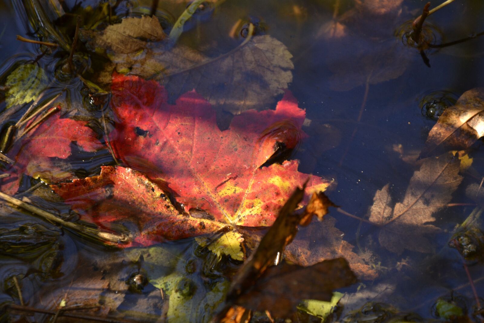 Nikon D3100 sample photo. Leaf, maple, red photography