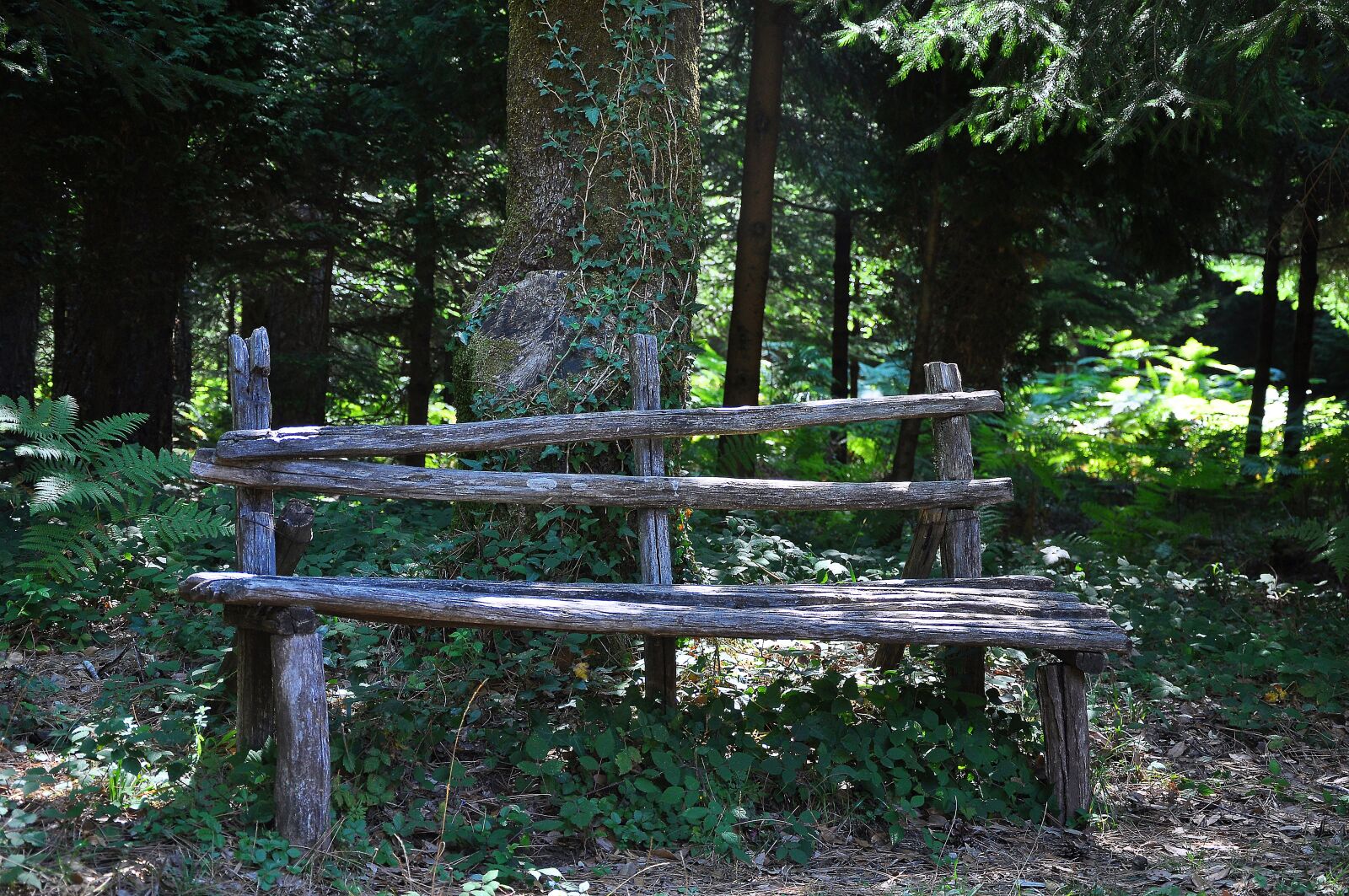 Nikon D90 sample photo. Forest, bench, park photography