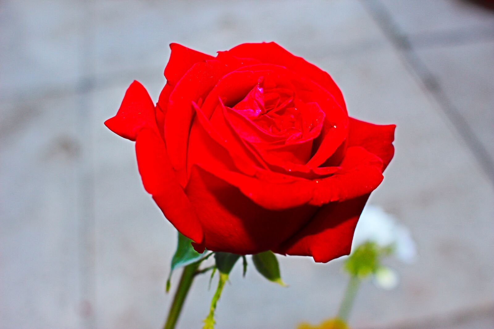 Canon EOS 100D (EOS Rebel SL1 / EOS Kiss X7) sample photo. Rose, red rose, flower photography