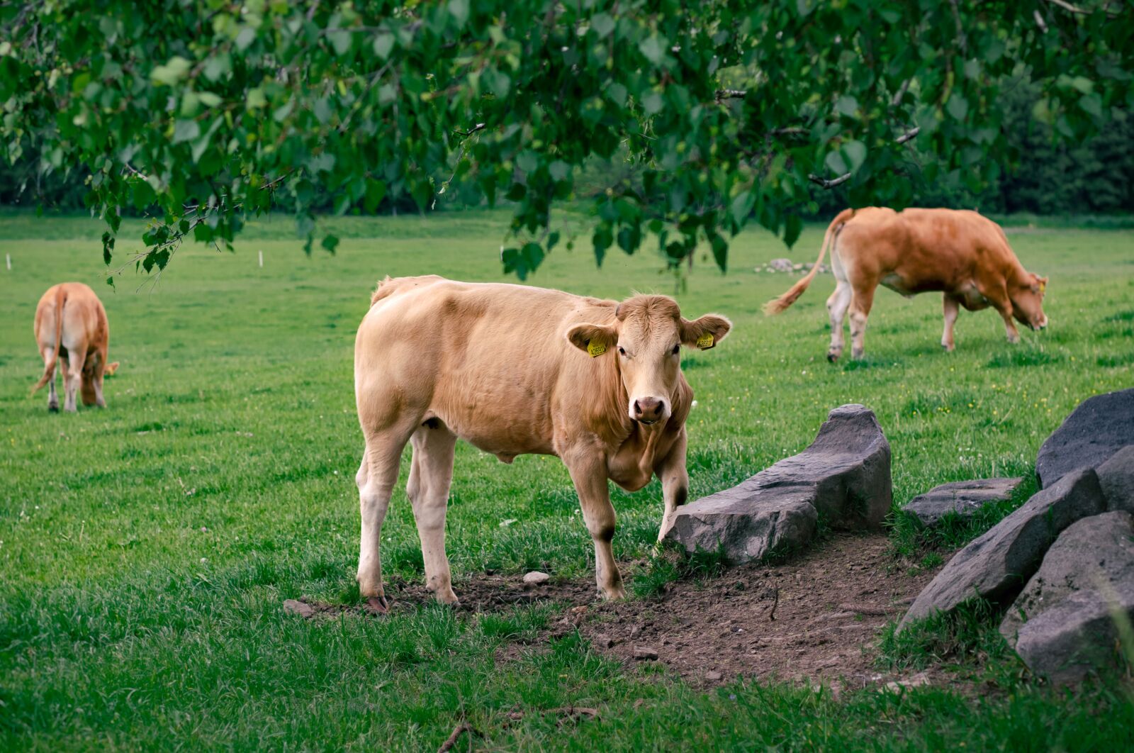 Canon EOS 77D (EOS 9000D / EOS 770D) + Canon EF 50mm F1.8 STM sample photo. Cow, cows, nature photography
