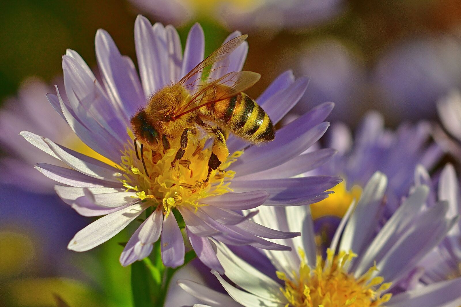 Nikon D5200 sample photo. Nature, garden, aster photography