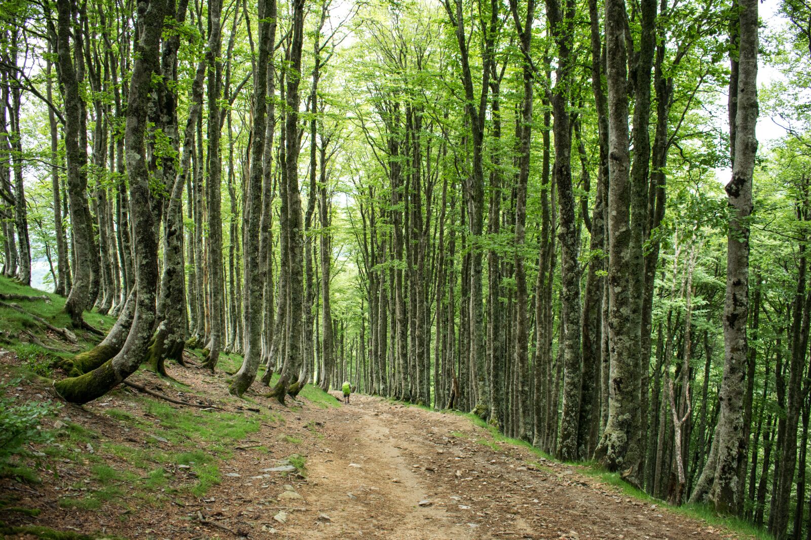 Nikon D3300 sample photo. Spain, santiago path, road photography