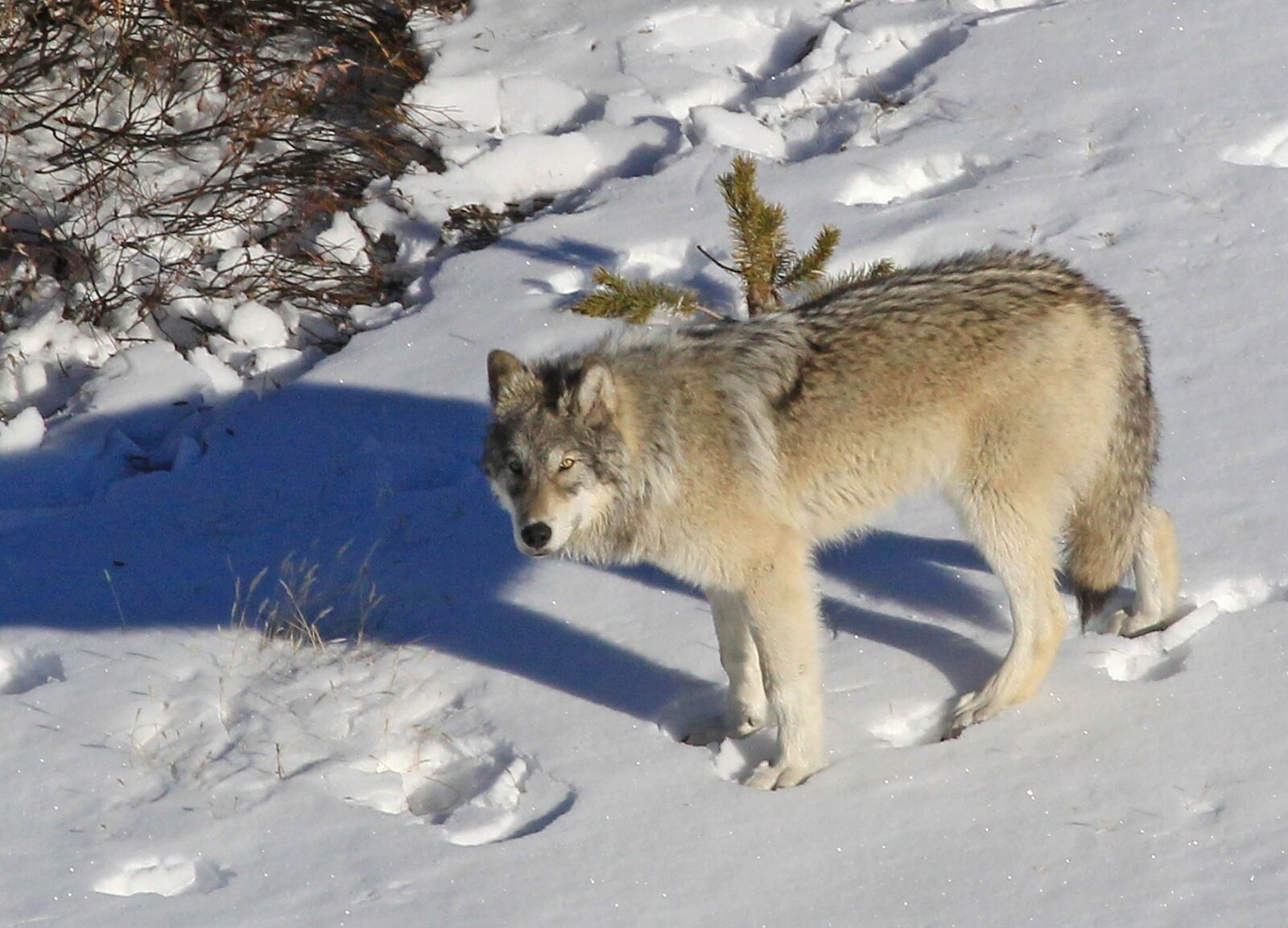 Canon EOS-1D Mark IV sample photo. Wolf, lone, predator photography