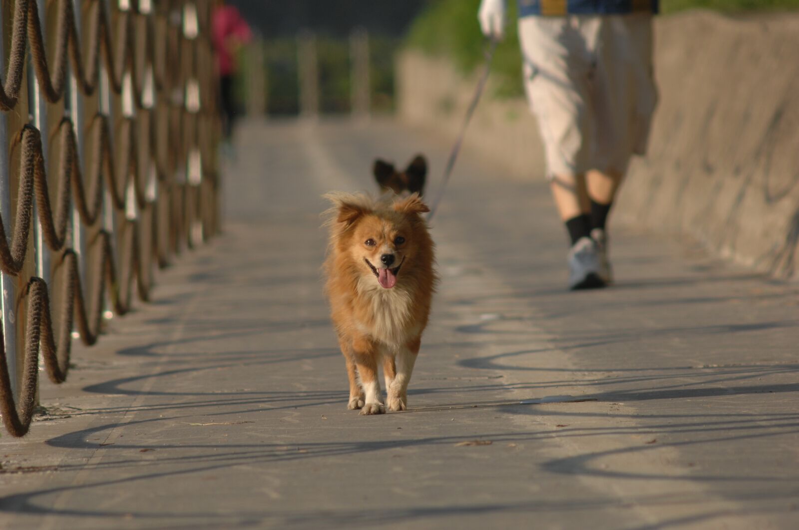 Nikon D2Xs sample photo. Puppy, walk, pet dogs photography