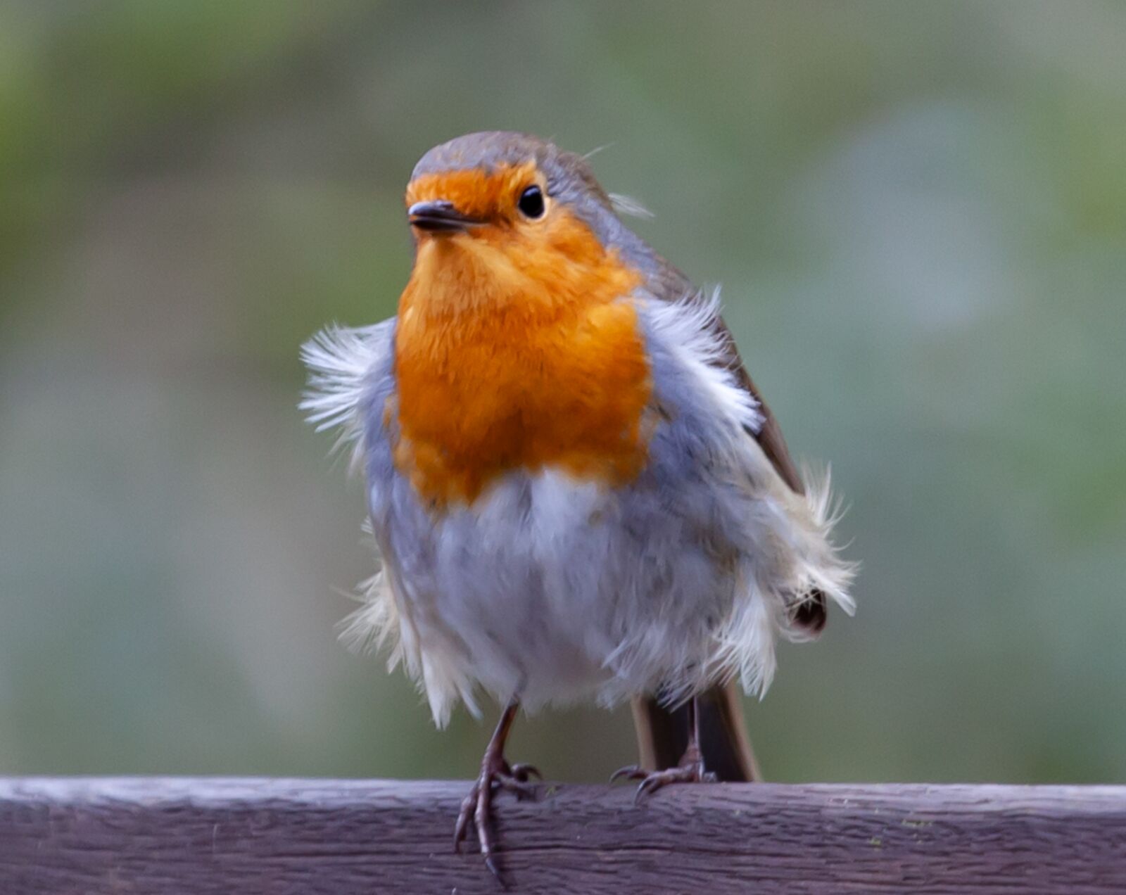 Canon EOS 5D Mark II + Canon EF 70-200mm F4L USM sample photo. Robin redbreast on fence photography