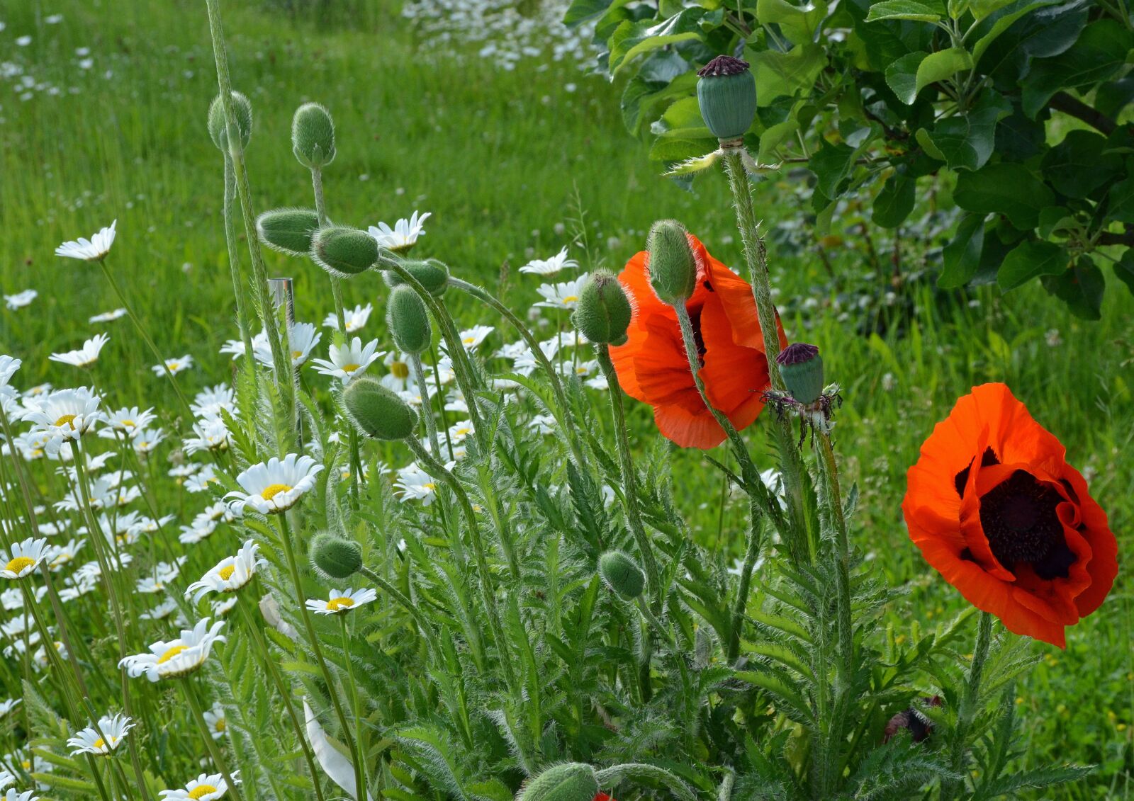 Nikon D5100 sample photo. Flowers, plant, nature photography