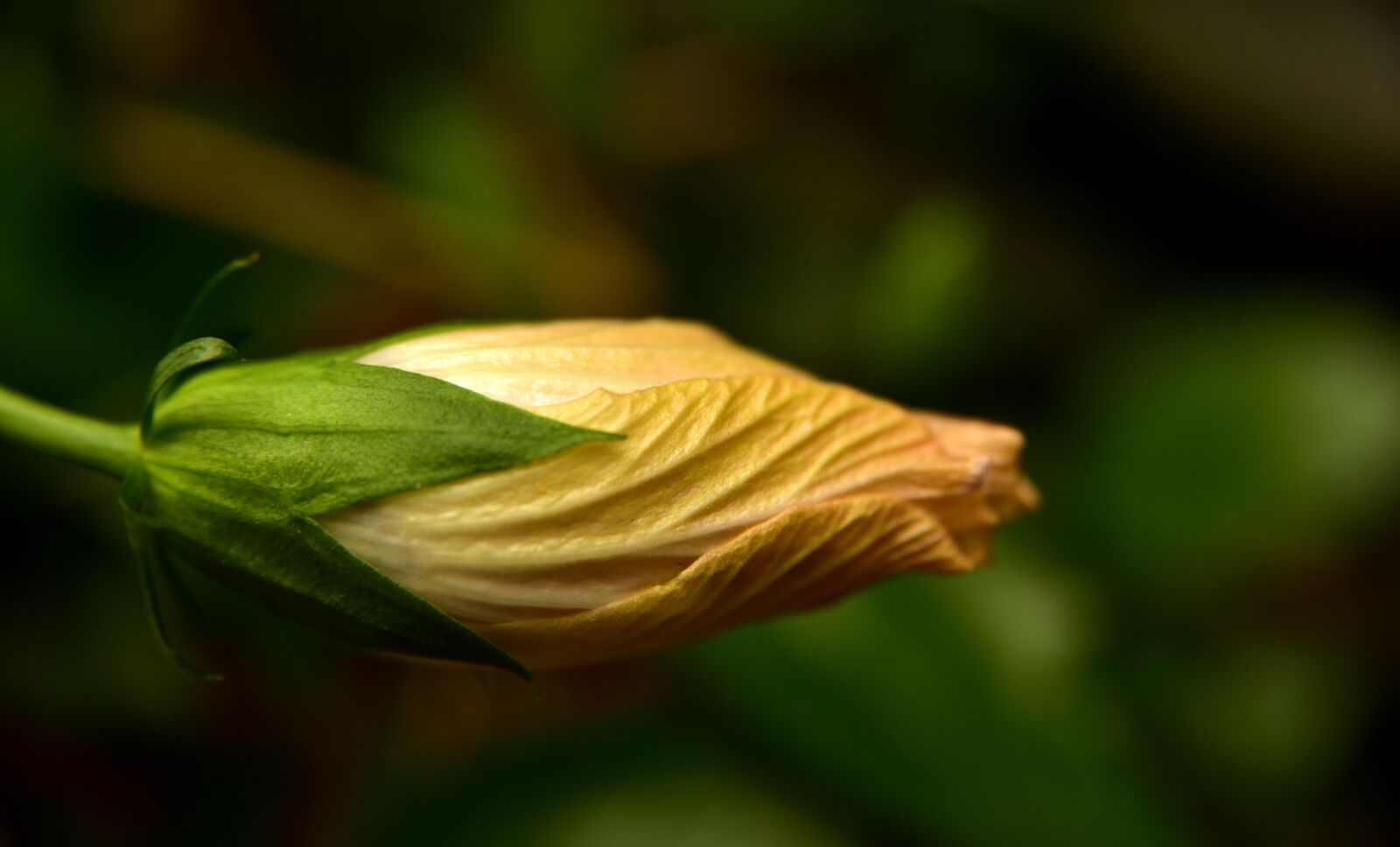 Nikon D750 sample photo. Hibiscus, blossom, bloom photography