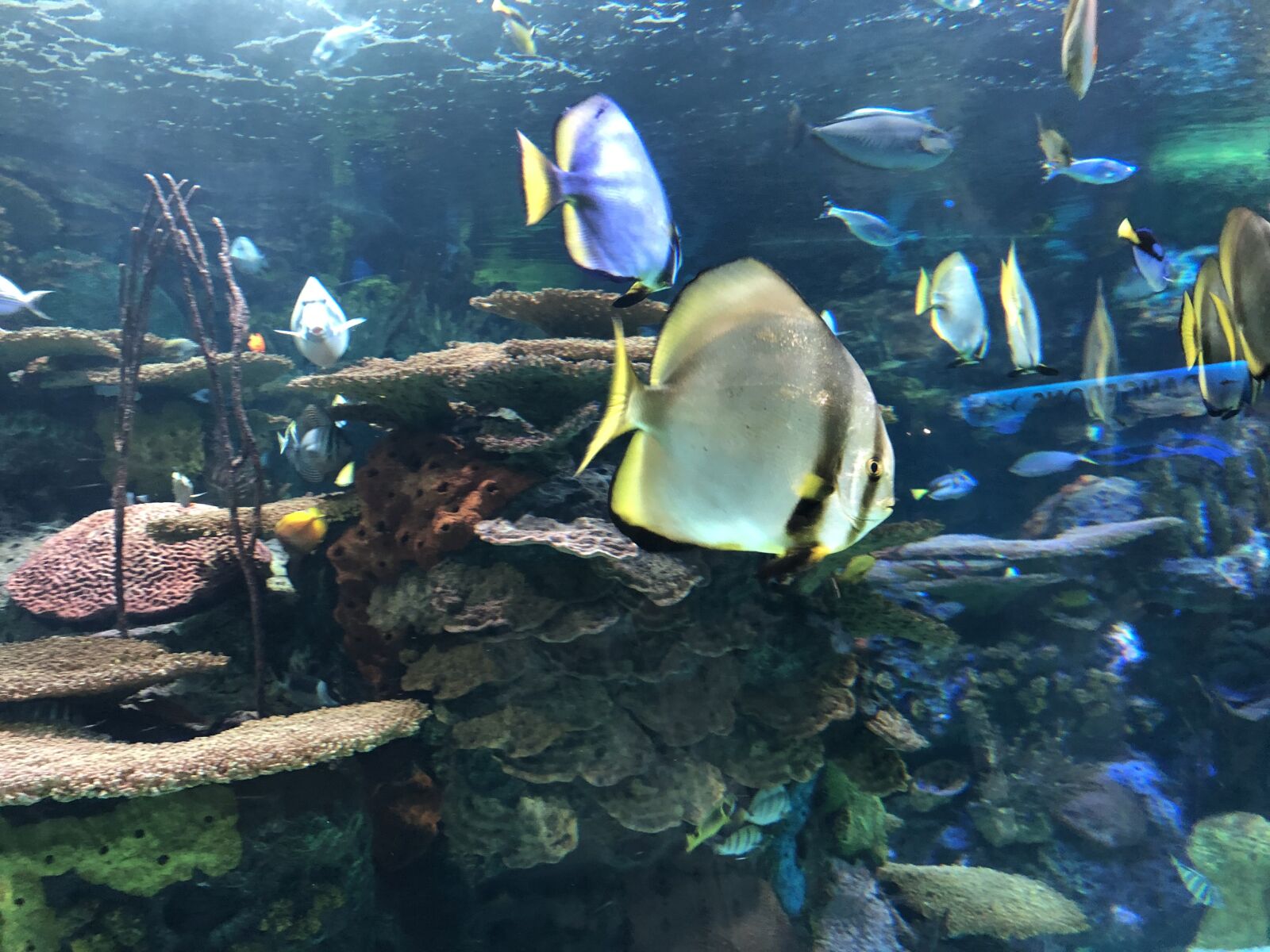 iPhone 8 back camera 3.99mm f/1.8 sample photo. Fish, nature, underwater photography