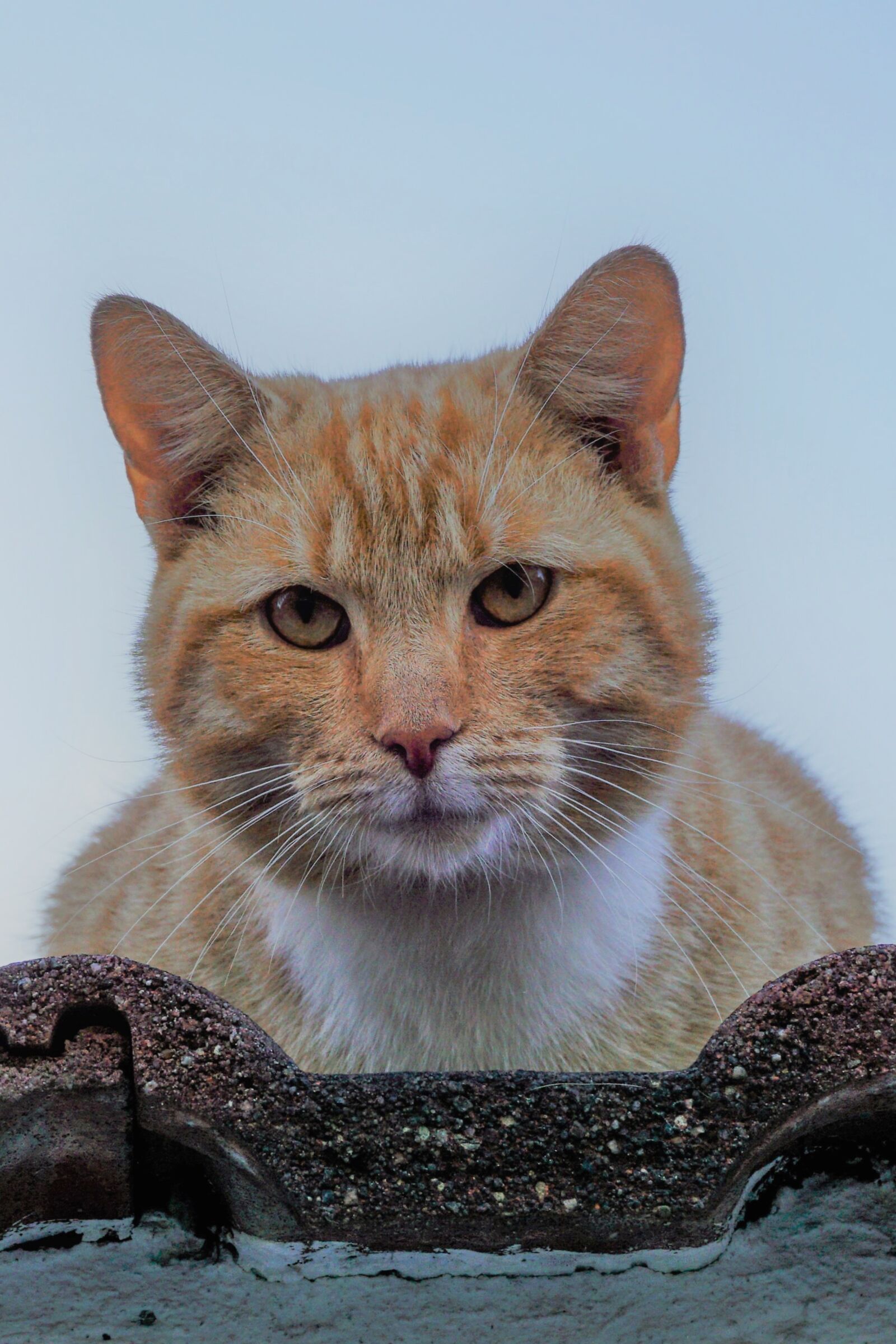 Sony a6000 sample photo. Cat, red, roof photography