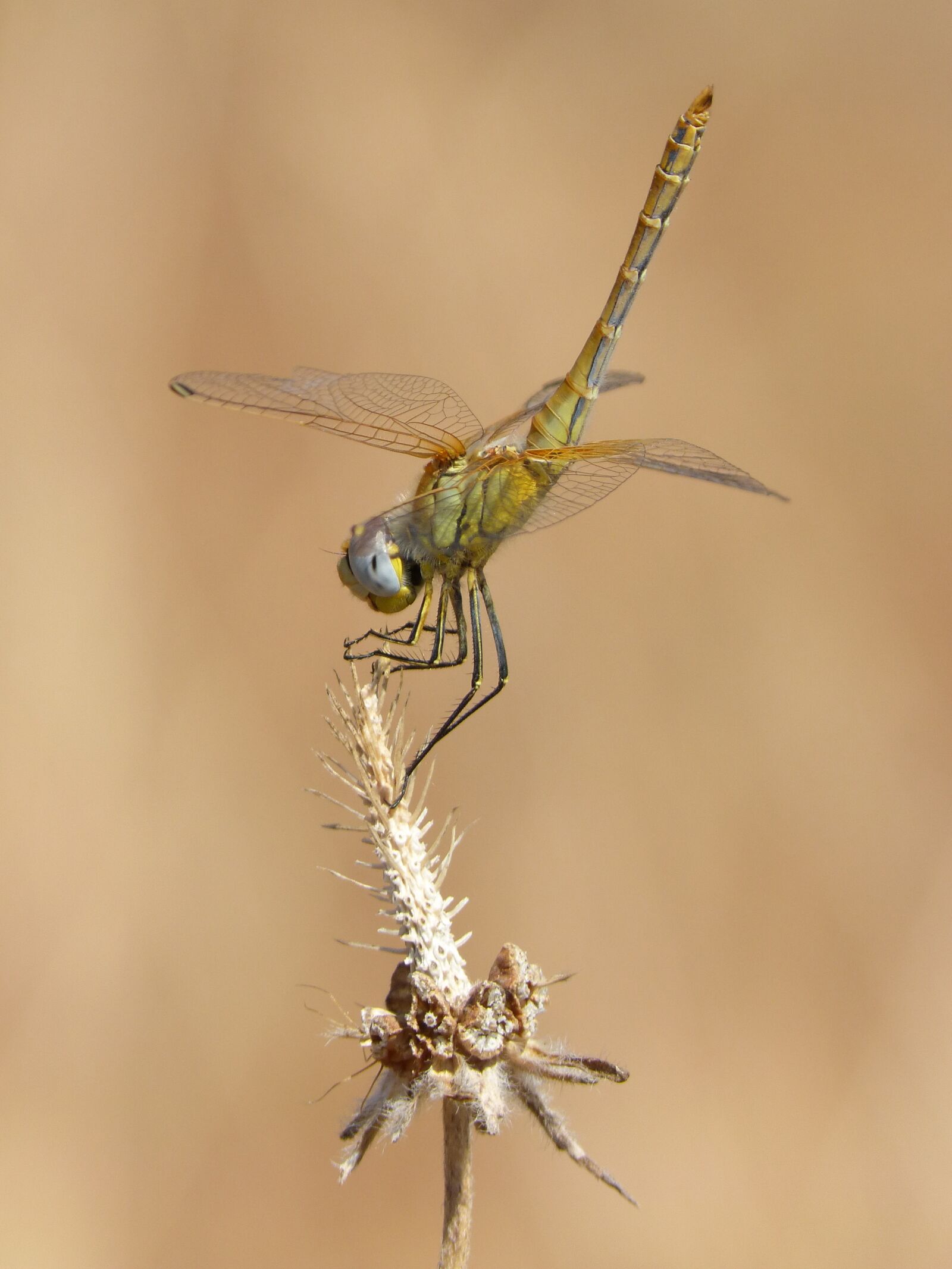 Panasonic DMC-FZ62 sample photo. Dragonfly, insect, dry flower photography