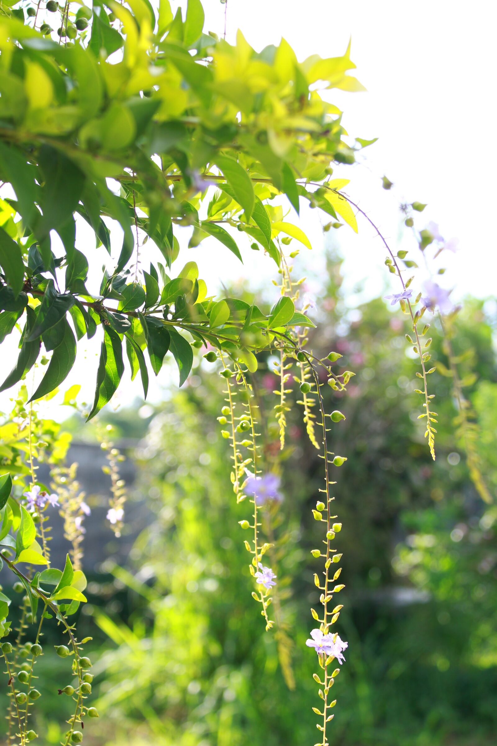 Canon EOS 1300D (EOS Rebel T6 / EOS Kiss X80) sample photo. Green, flower, tree photography