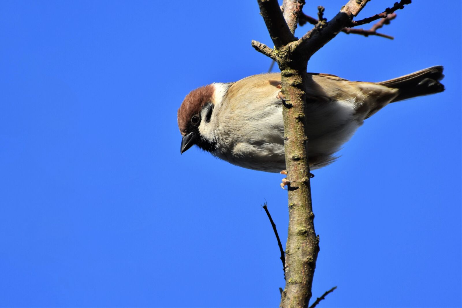 Nikon D7200 sample photo. Sparrow, sperling, bird photography