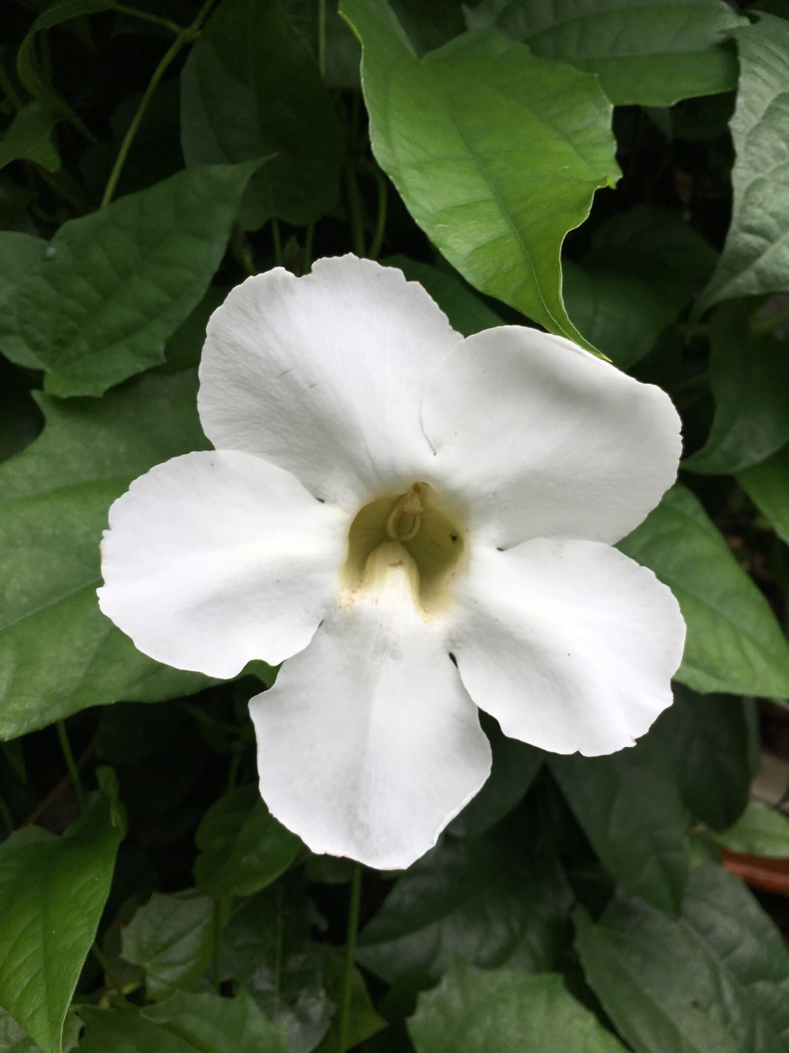 Apple iPhone 6s sample photo. Flower, nature, floral photography