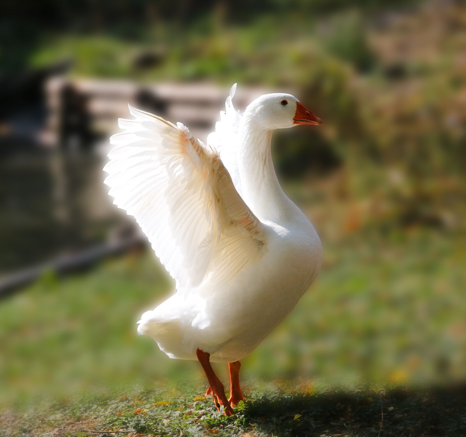 Canon EOS 70D sample photo. Animal, bird, goose photography
