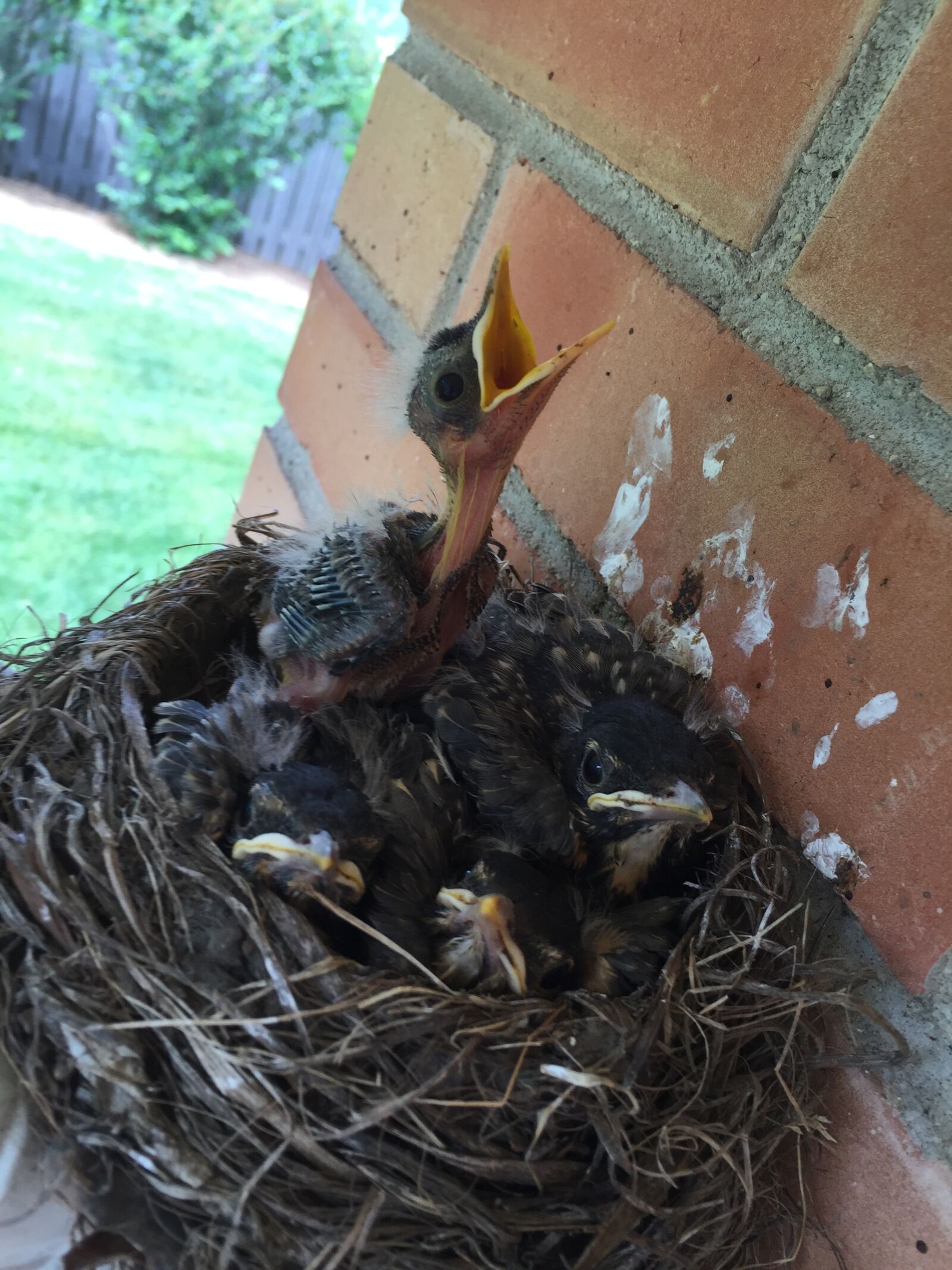 Apple iPhone 6 sample photo. Birds, nest, hatch photography