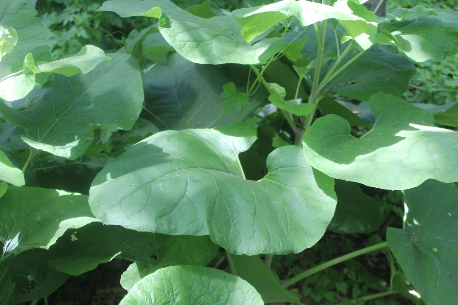 Canon EOS 1300D (EOS Rebel T6 / EOS Kiss X80) sample photo. Elephant ears, flora, green photography