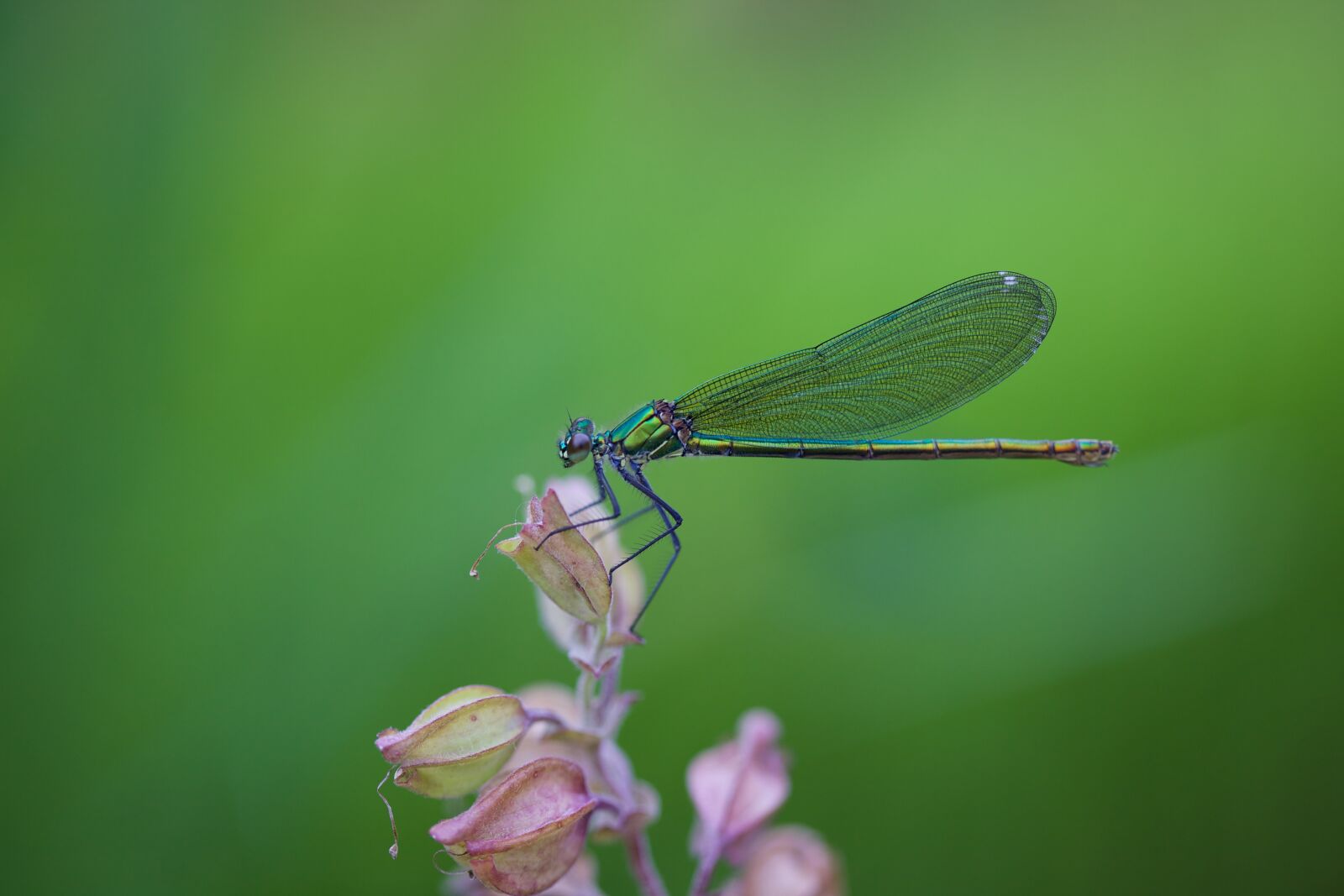 Canon EOS 5D Mark II sample photo. Dragonfly, macro, insect photography