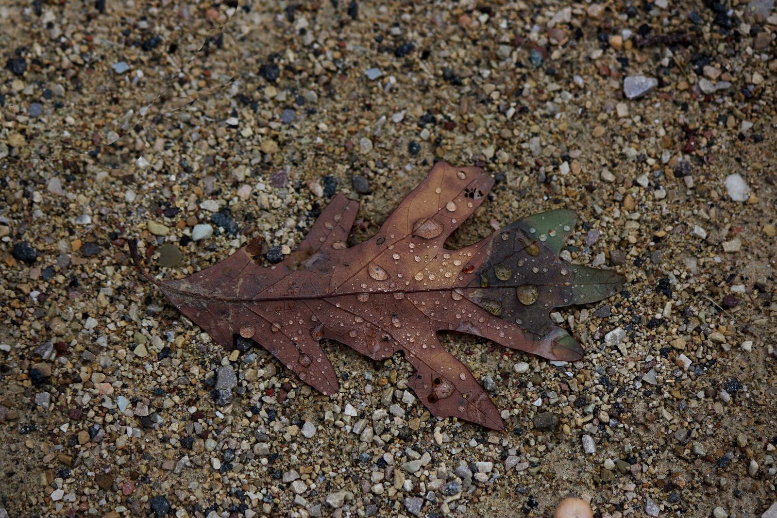 Canon EOS 700D (EOS Rebel T5i / EOS Kiss X7i) sample photo. Fall, leaf, autumn photography