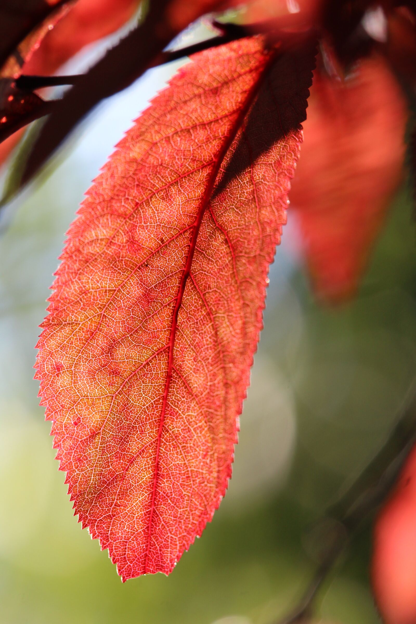 Canon EOS 1200D (EOS Rebel T5 / EOS Kiss X70 / EOS Hi) sample photo. Leaf, red, red leaves photography