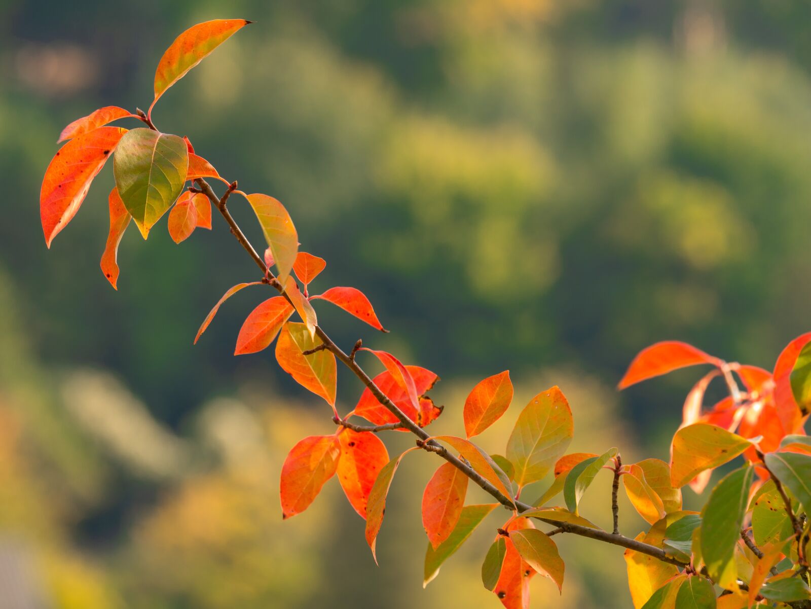 LUMIX G VARIO 100-300/F4.0-5.6II sample photo. Branch, leaves, autumn mood photography