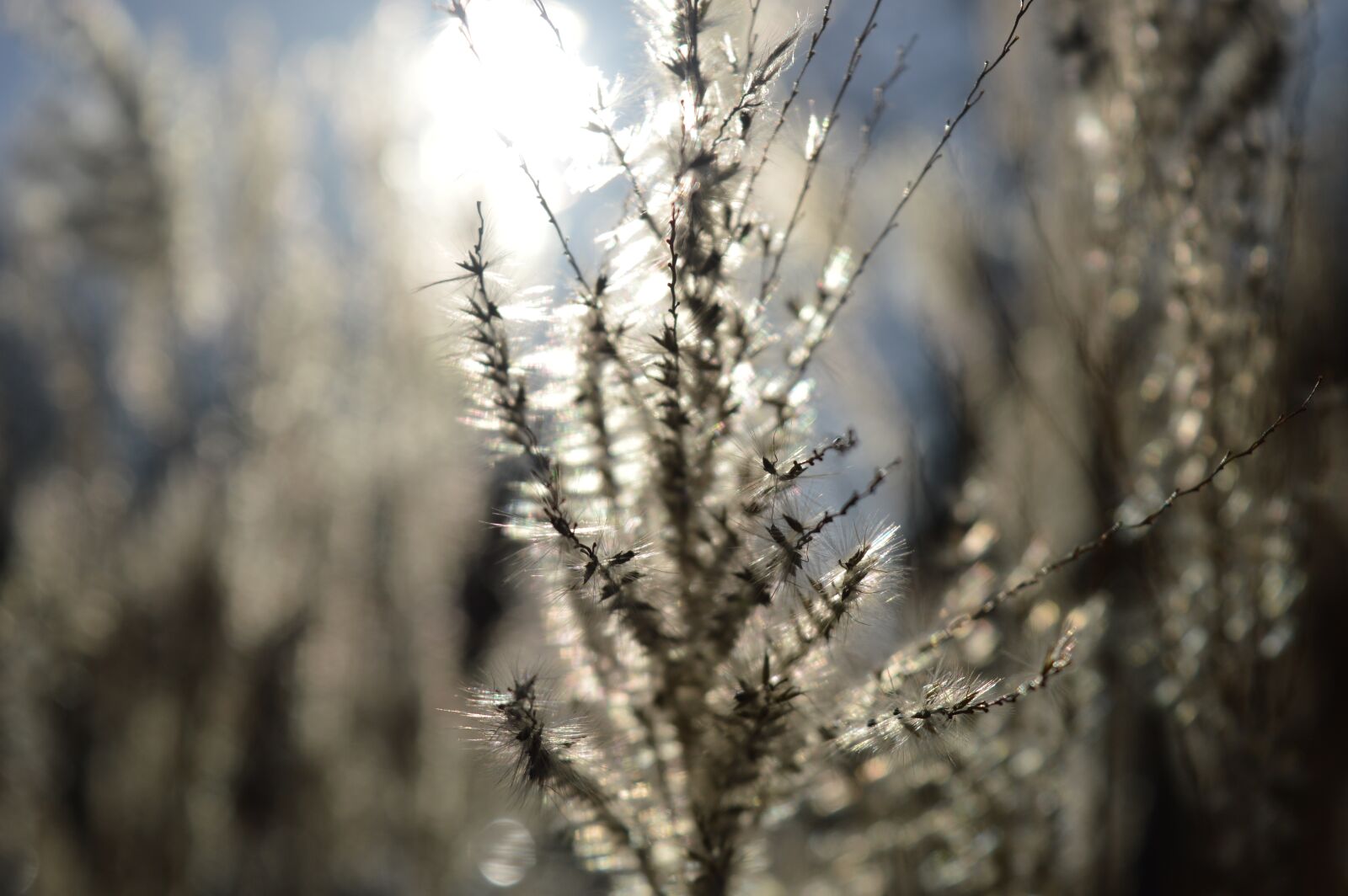 Nikon D3200 sample photo. Grass, nature, spring photography