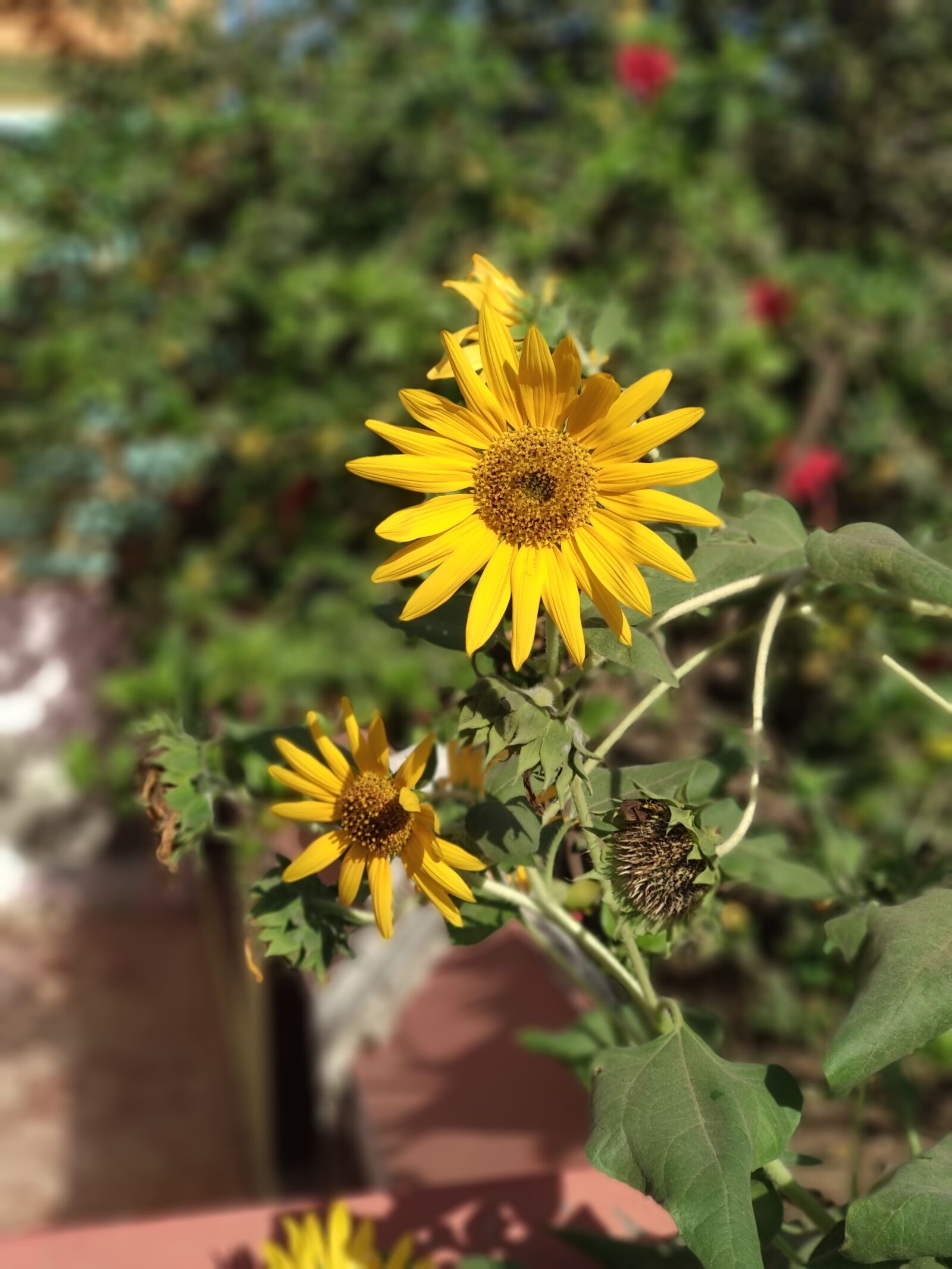 Xiaomi Mi A1 sample photo. Sun flower flower yellow photography