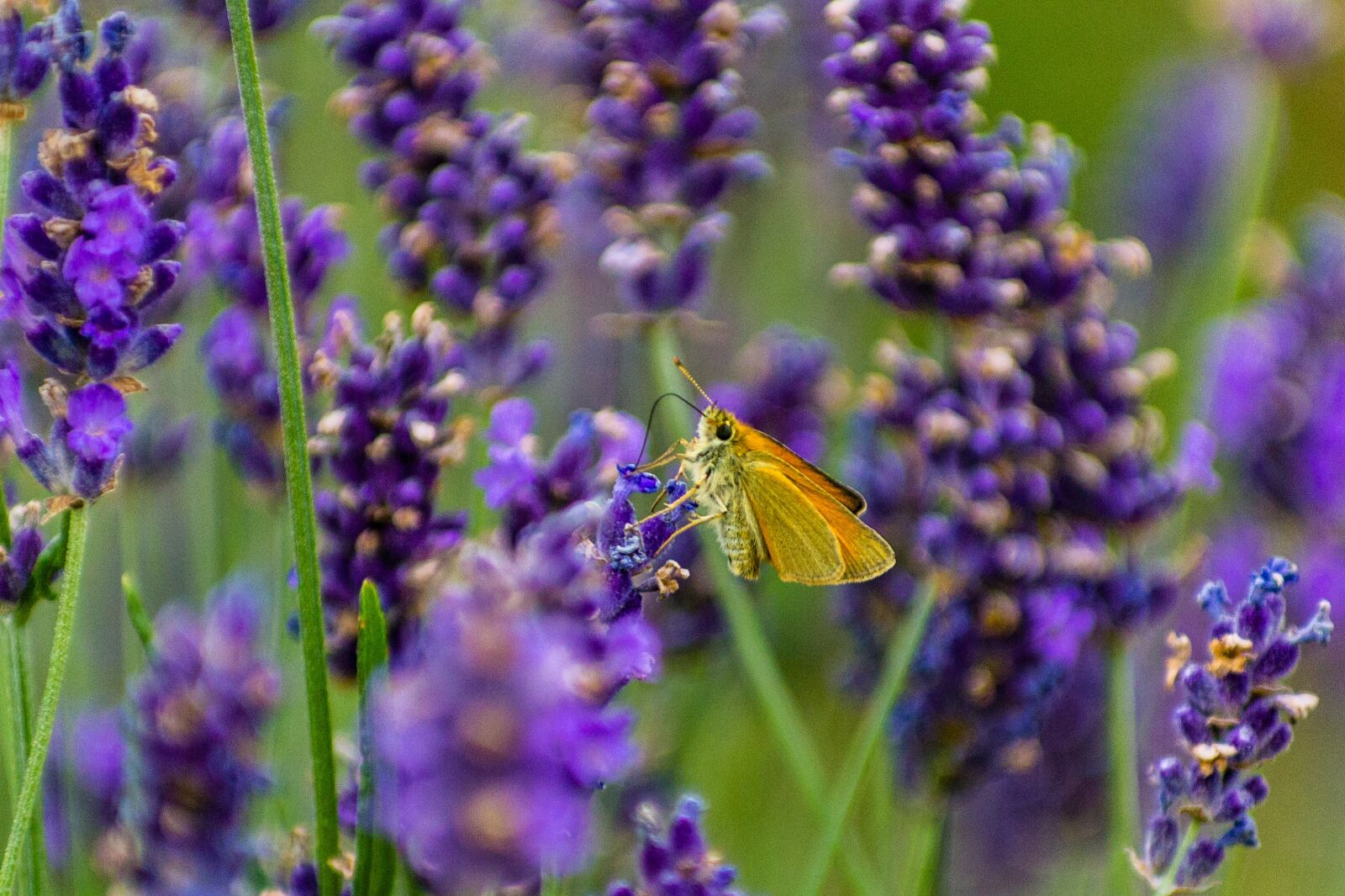 Tokina AT-X Pro 50-135mm F2.8 DX sample photo. Butterflies and moths, close-up photography